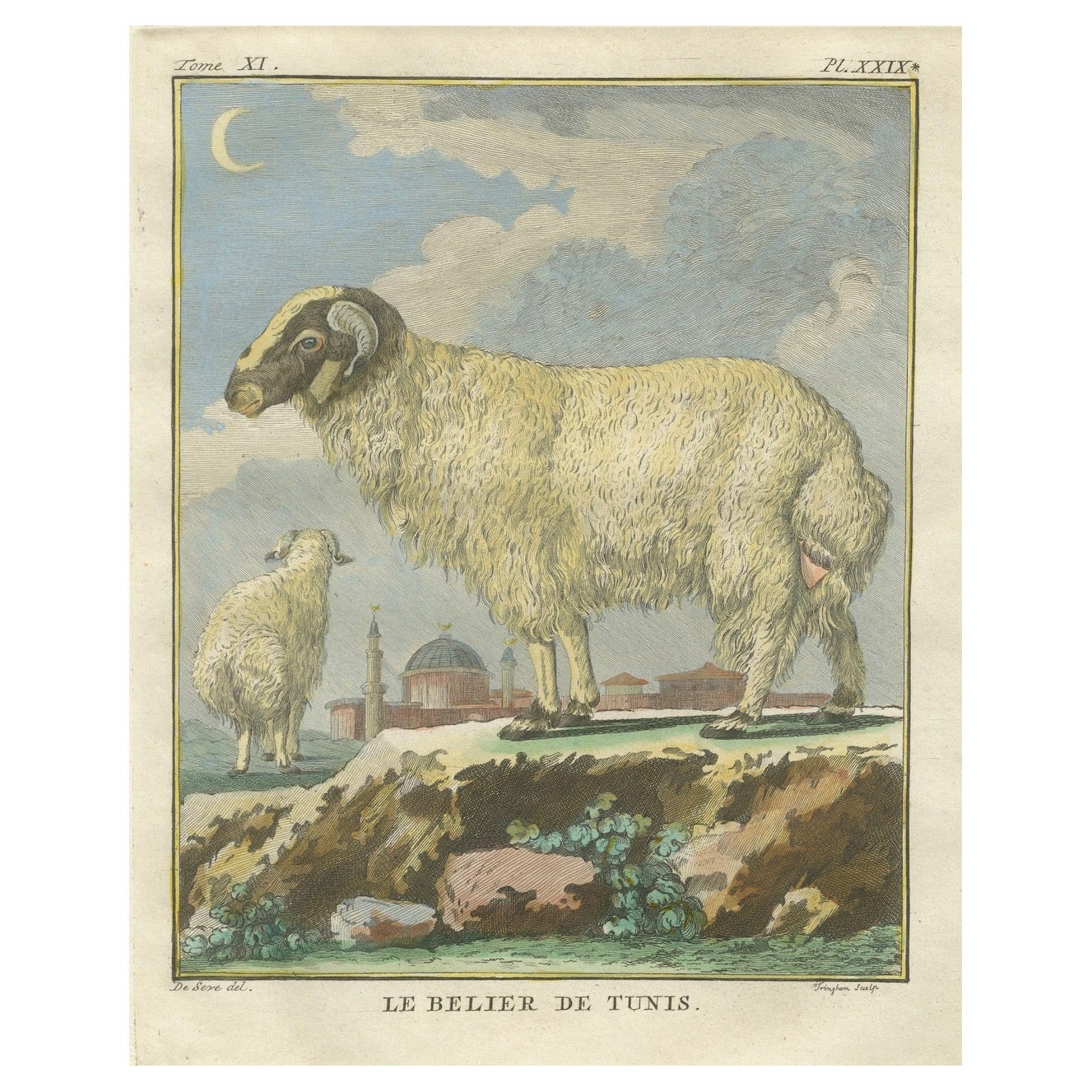 Rare bélier tunisien, gravure ancienne de Buffon colorée à la main 1769