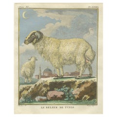 Rare Tunisian Ram, Antique Hand-Coloured Buffon Engraving 1769