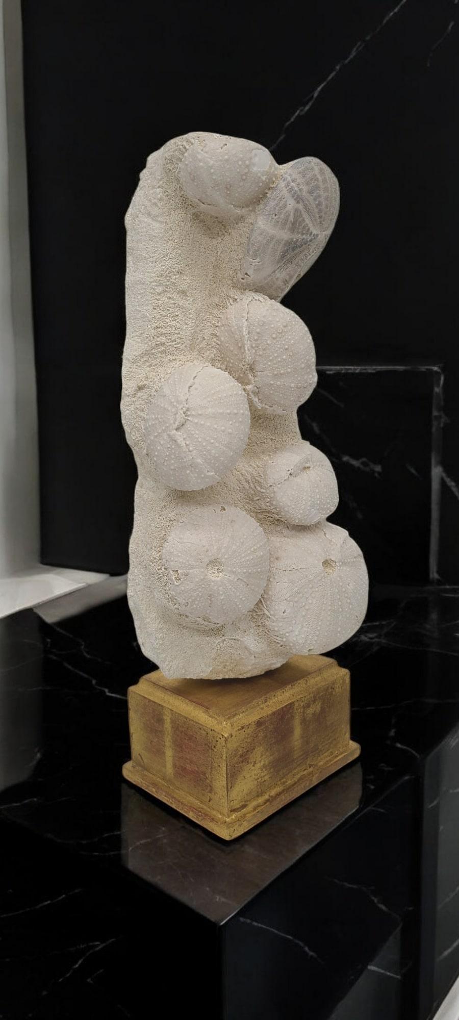 This combination of fossil urchins is quite uncommon. The lone one on the top is named Spatangus Ovatus, and the other sp. is named Tripnuste.

They are found in Luberon, in the south of France. They originate in the Burdigalien Era (included in