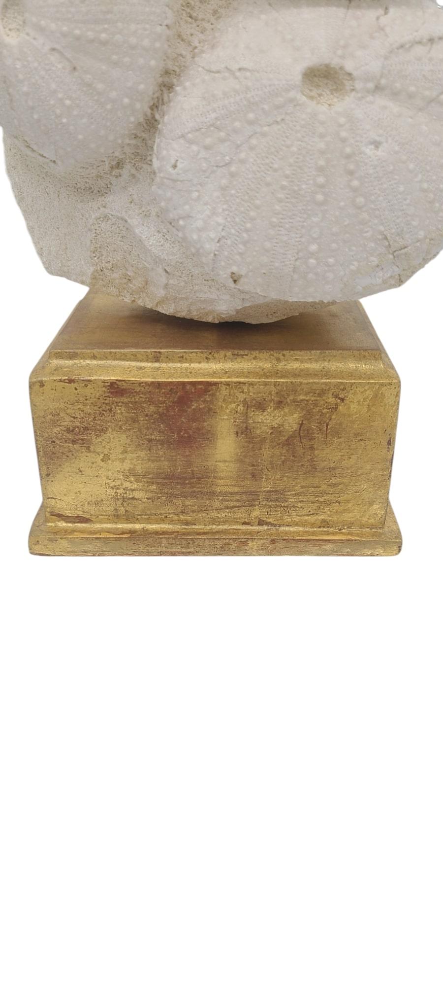 French Rare Urchins fossils from France, 2sp tripnust & spatangus. On gold leafed stand For Sale