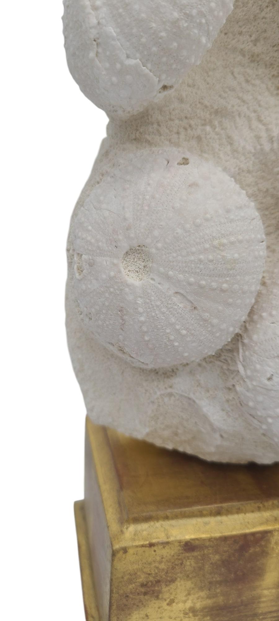 Contemporary Rare Urchins fossils from France, 2sp tripnust & spatangus. On gold leafed stand For Sale