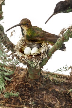 Rare Victorian Firescreen with Taxidermy Hummingbirds by Henry Ward