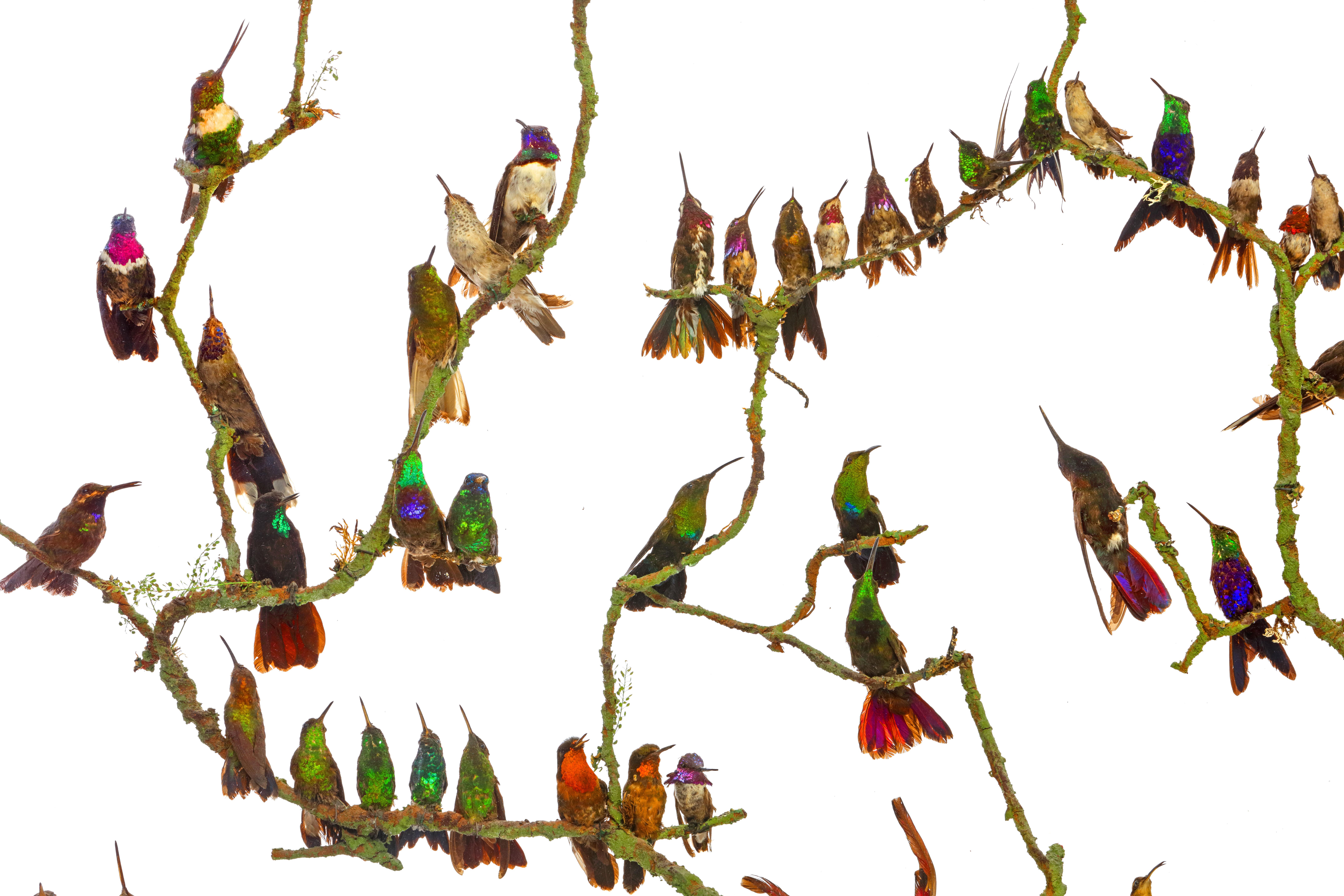 Raro biombo victoriano con colibríes taxidermizados de Henry Ward Alto victoriano en venta