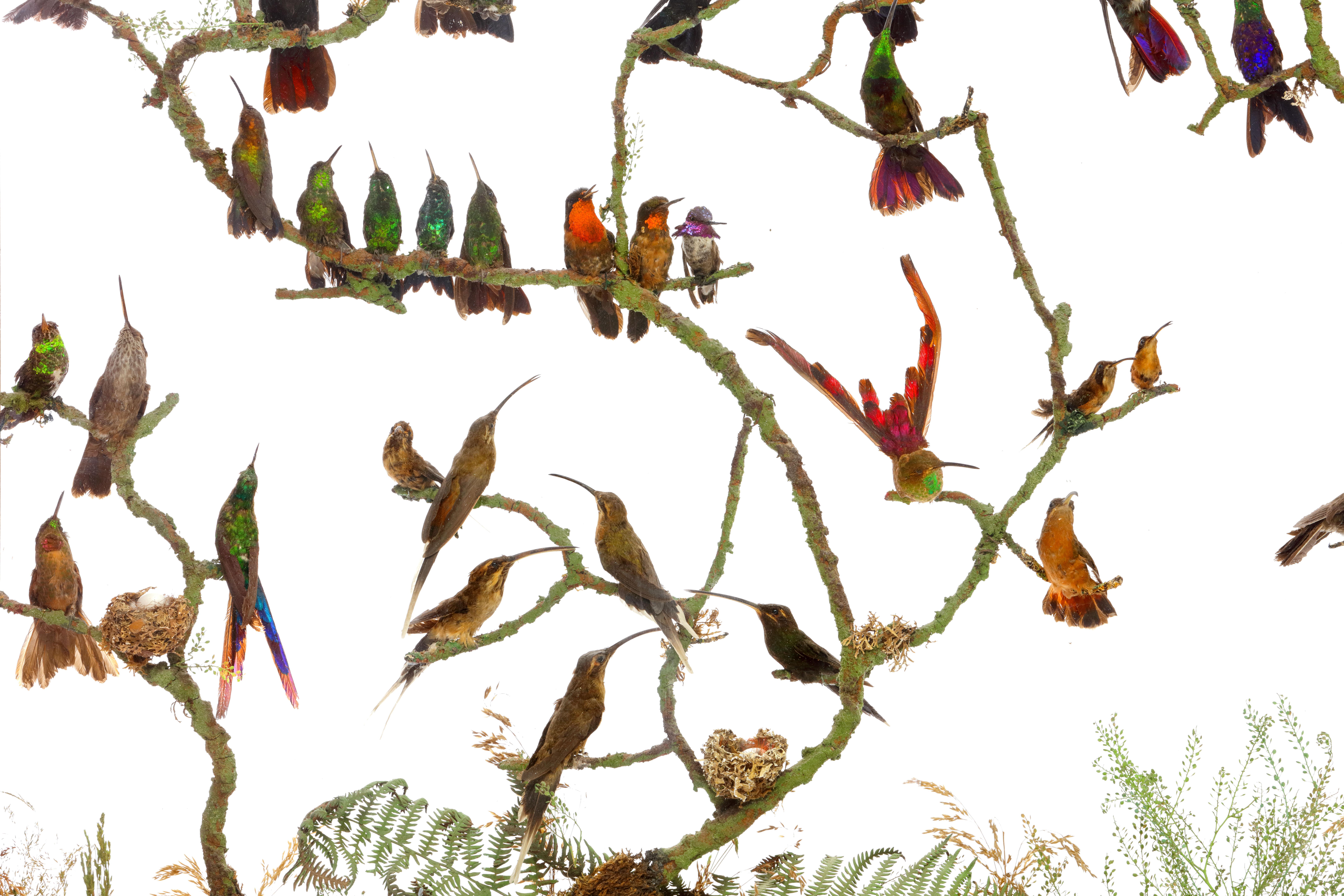 Seltener viktorianischer Kaminschirm mit Hummingbirds aus Taxidermie von Henry Ward (Englisch) im Angebot