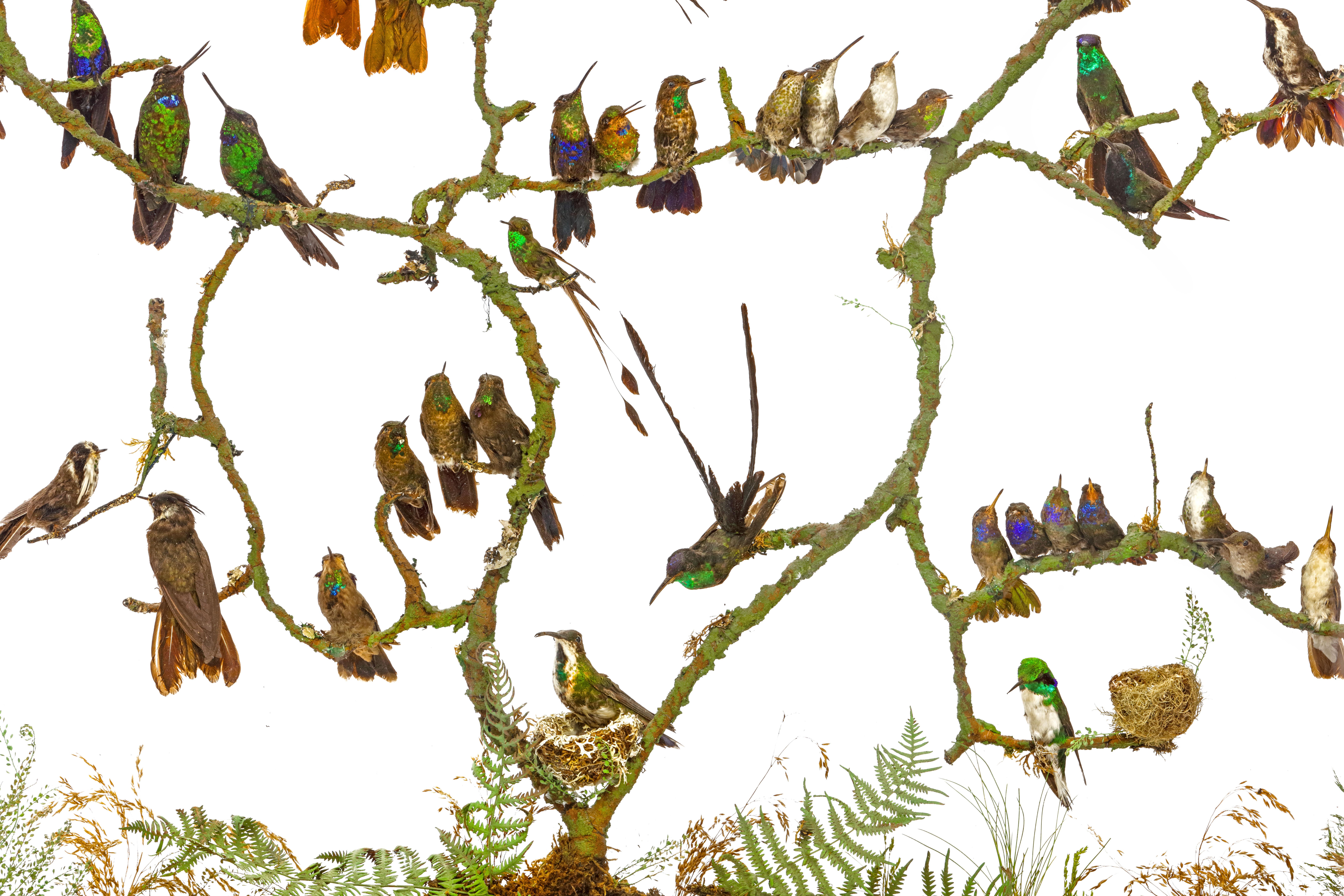 Seltener viktorianischer Kaminschirm mit Hummingbirds aus Taxidermie von Henry Ward (19. Jahrhundert) im Angebot