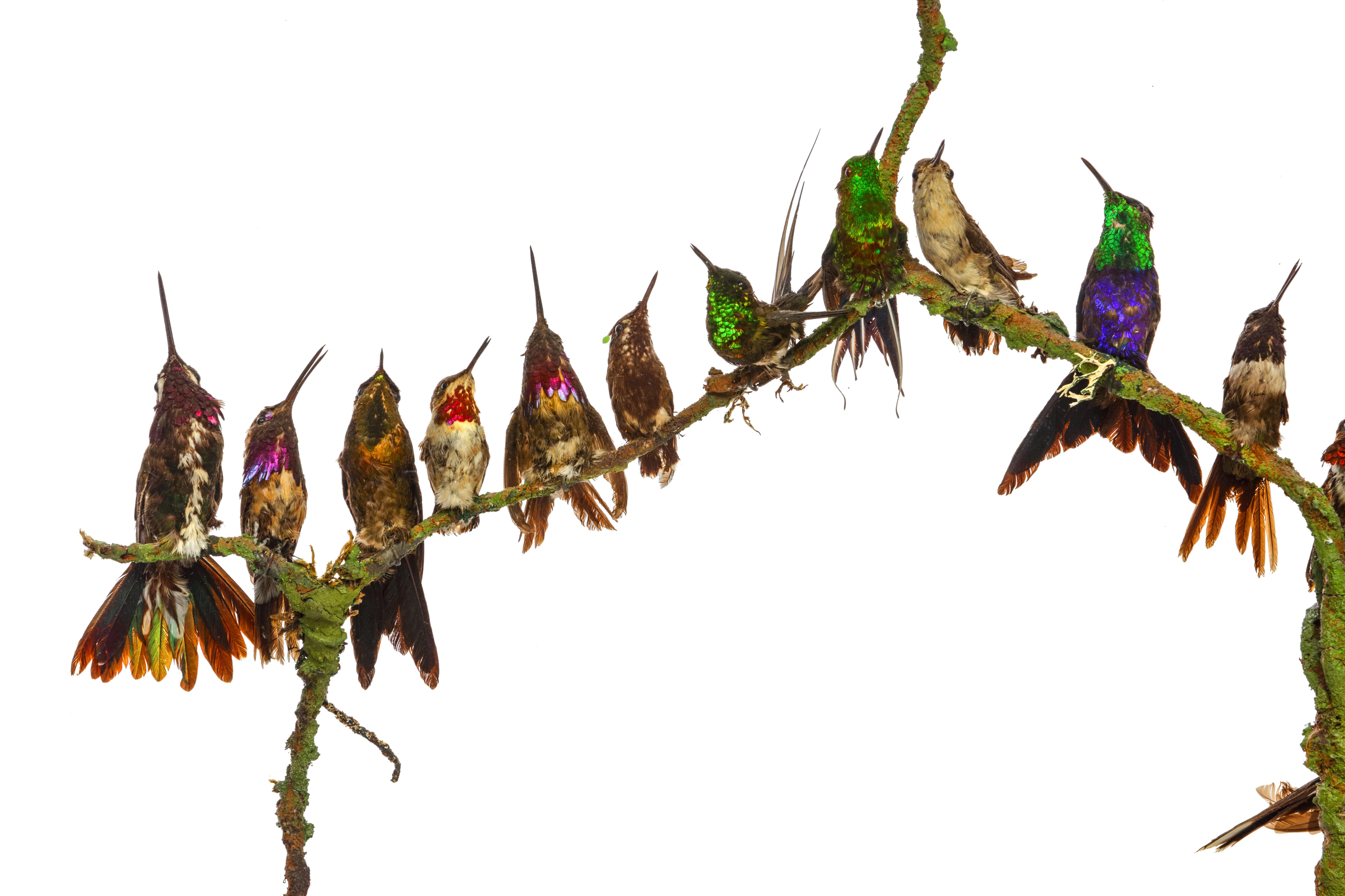 Seltener viktorianischer Kaminschirm mit Hummingbirds aus Taxidermie von Henry Ward (Sonstiges) im Angebot