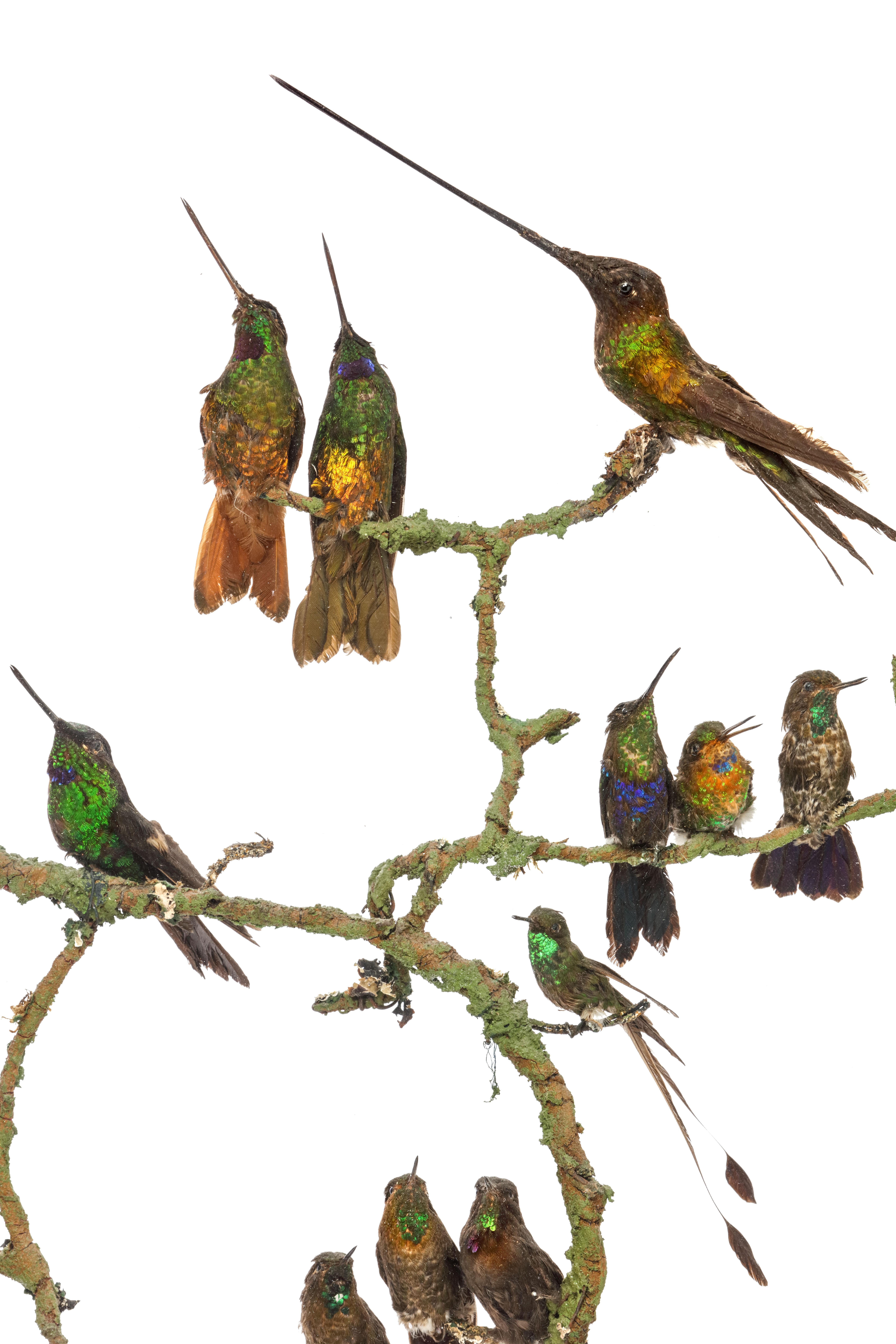 Seltener viktorianischer Kaminschirm mit Hummingbirds aus Taxidermie von Henry Ward im Angebot 1