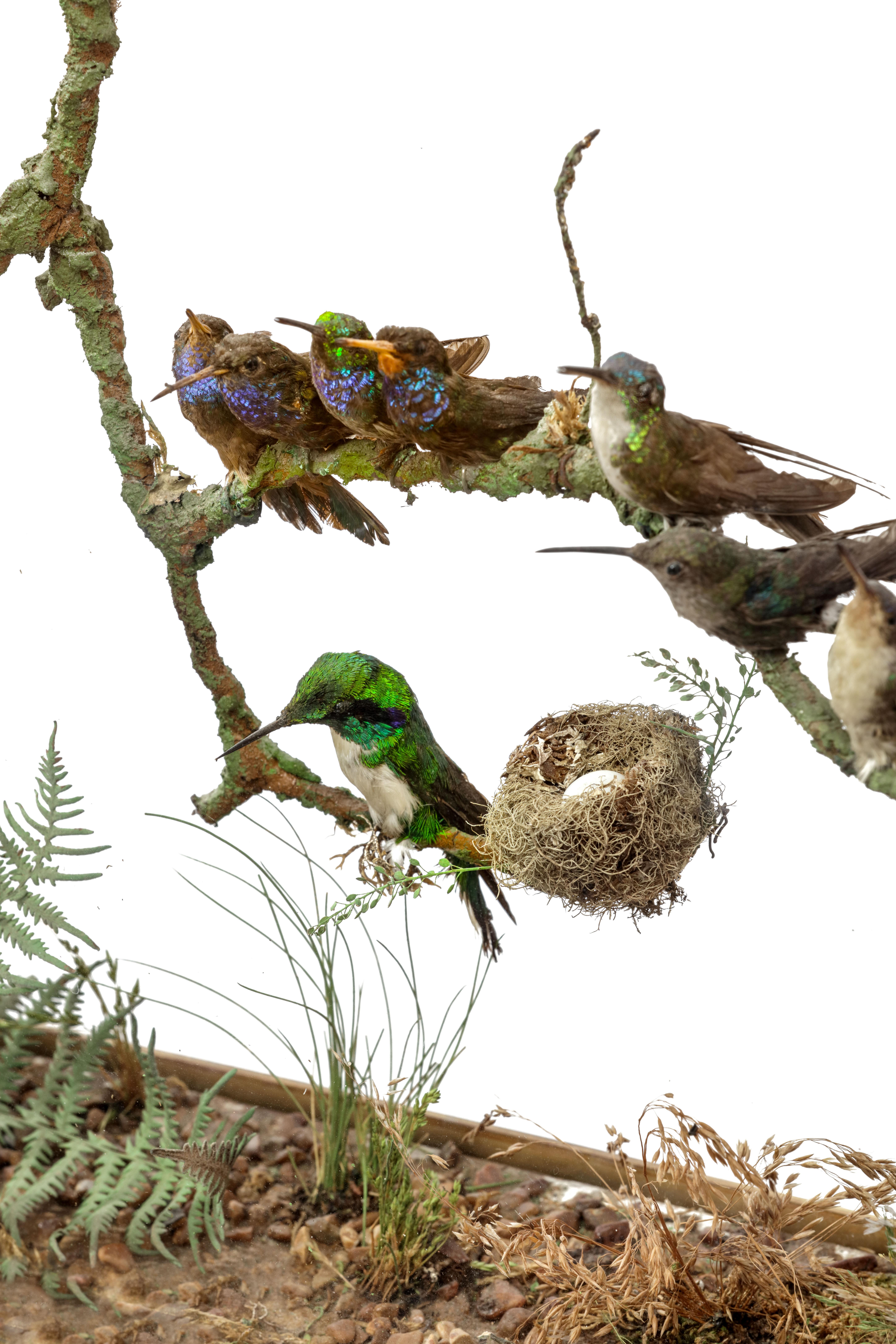 Seltener viktorianischer Kaminschirm mit Hummingbirds aus Taxidermie von Henry Ward im Angebot 2