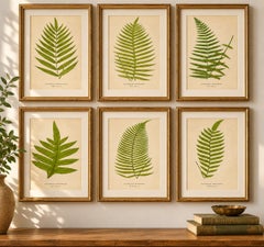 Rare Victorian Tropical Fern Lithograph Collection by E.J. Lowe, 1856