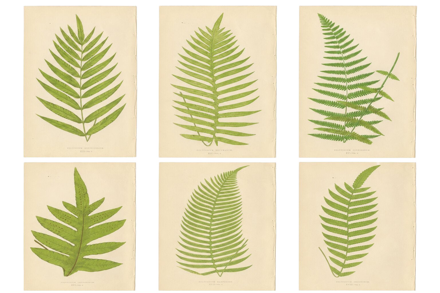 Rare Victorian Tropical Fern Lithograph Collection by E.J. Lowe, 1856
