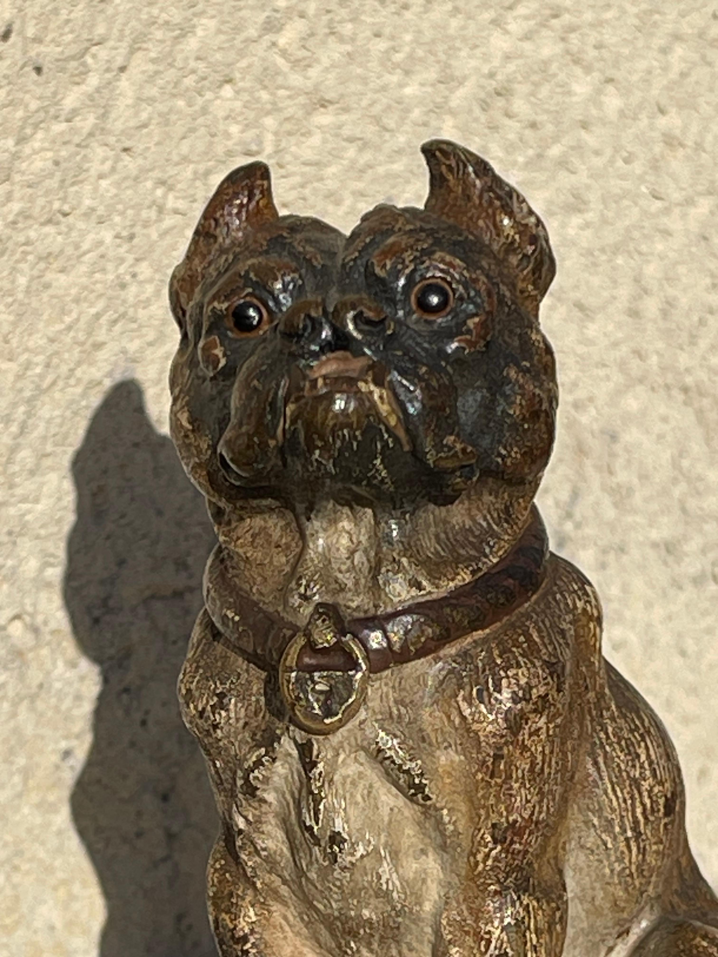 Francese RARO Geschützt in bronzo di Vienna, bulldog seduto in vendita