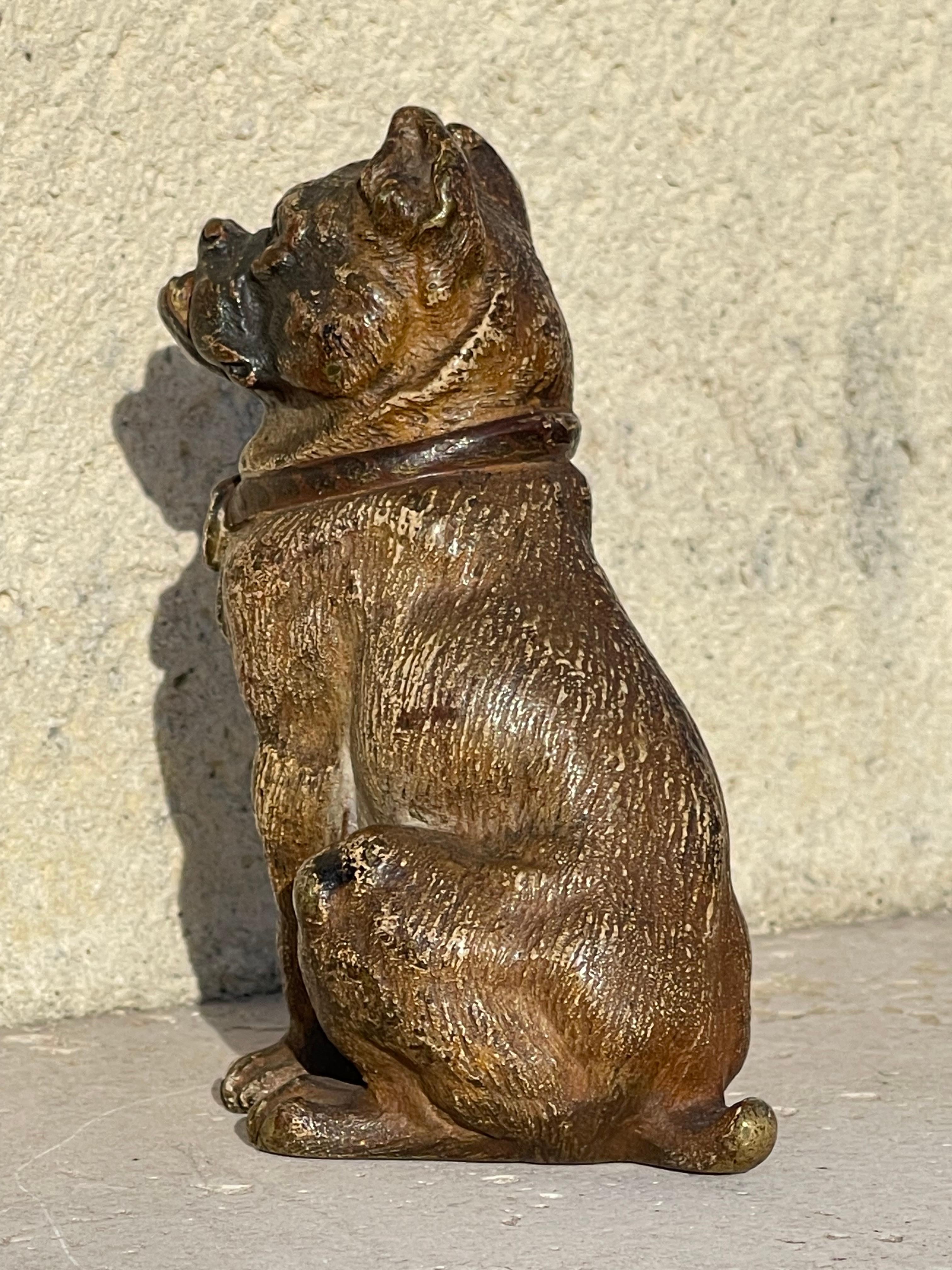 RARO Geschützt in bronzo di Vienna, bulldog seduto in vendita 1