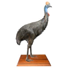 Seltene doppelgewölbte Casoari Taxidermy 'Causuarius Casuarius', männliche Vintage