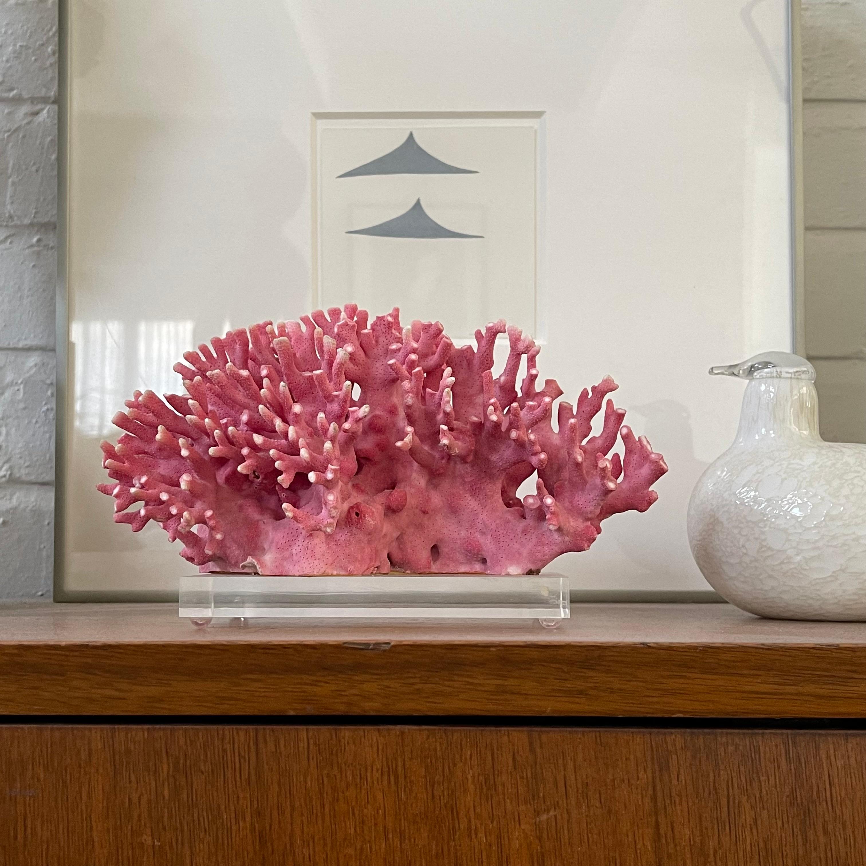 Rare Vintage Pink Coral Specimen on Lucite Base For Sale 4
