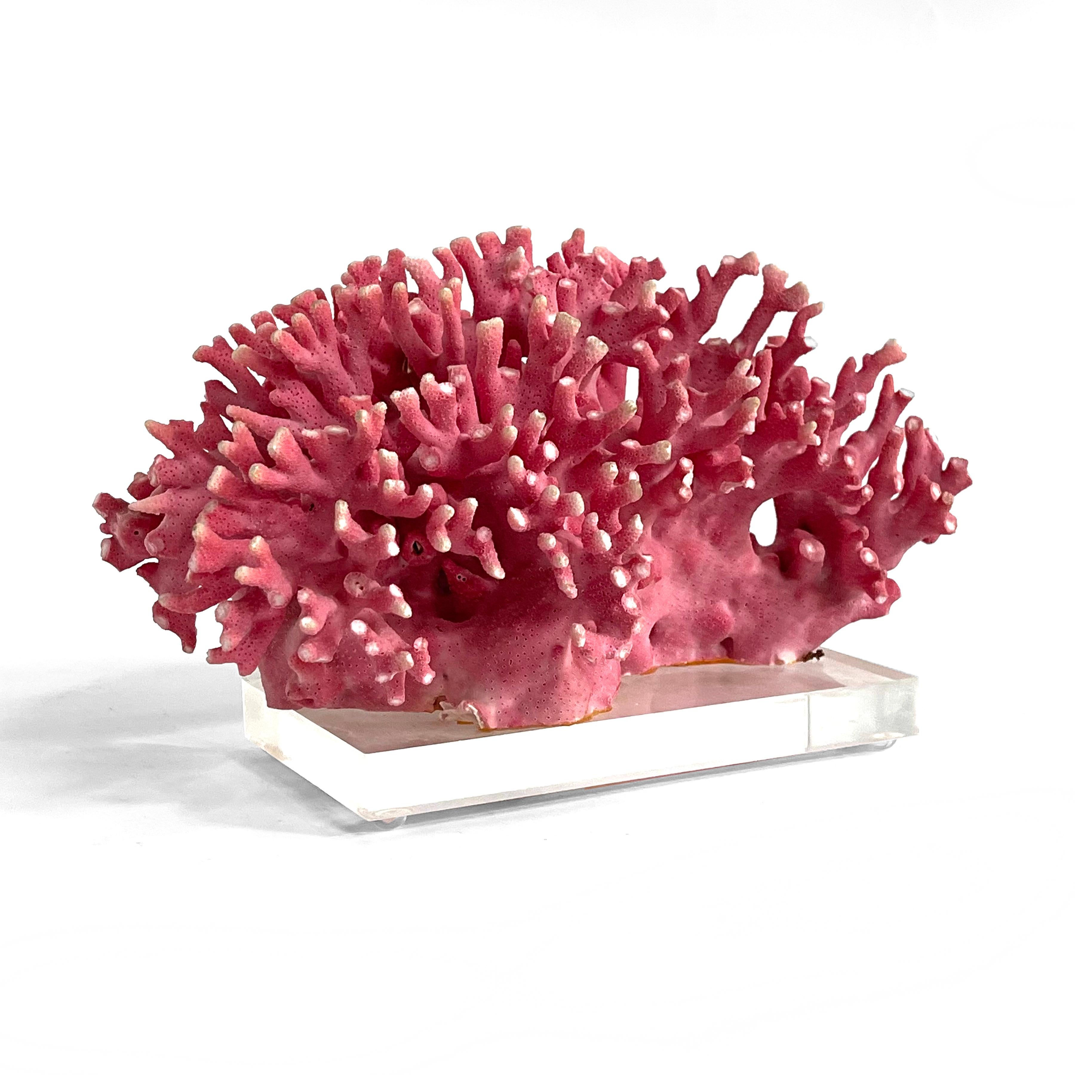 This lovely vintage selection of pink coral is a rare specimen beautifully presented. The California Hydrocoral is a slow growing, deep water coral which unfortunately was overharvested years ago. Therefore today they are very protected and vintage