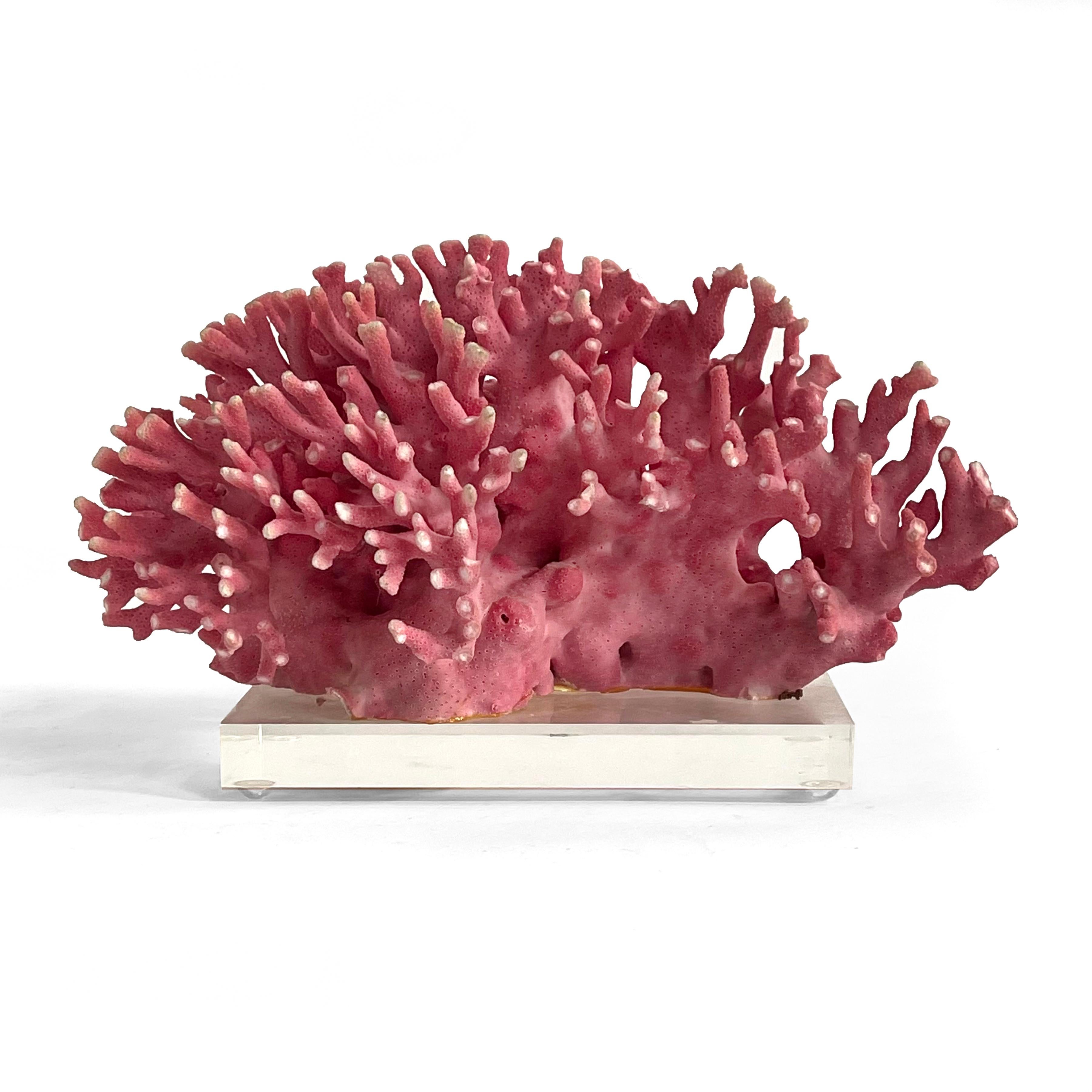 Organic Modern Rare Vintage Pink Coral Specimen on Lucite Base For Sale