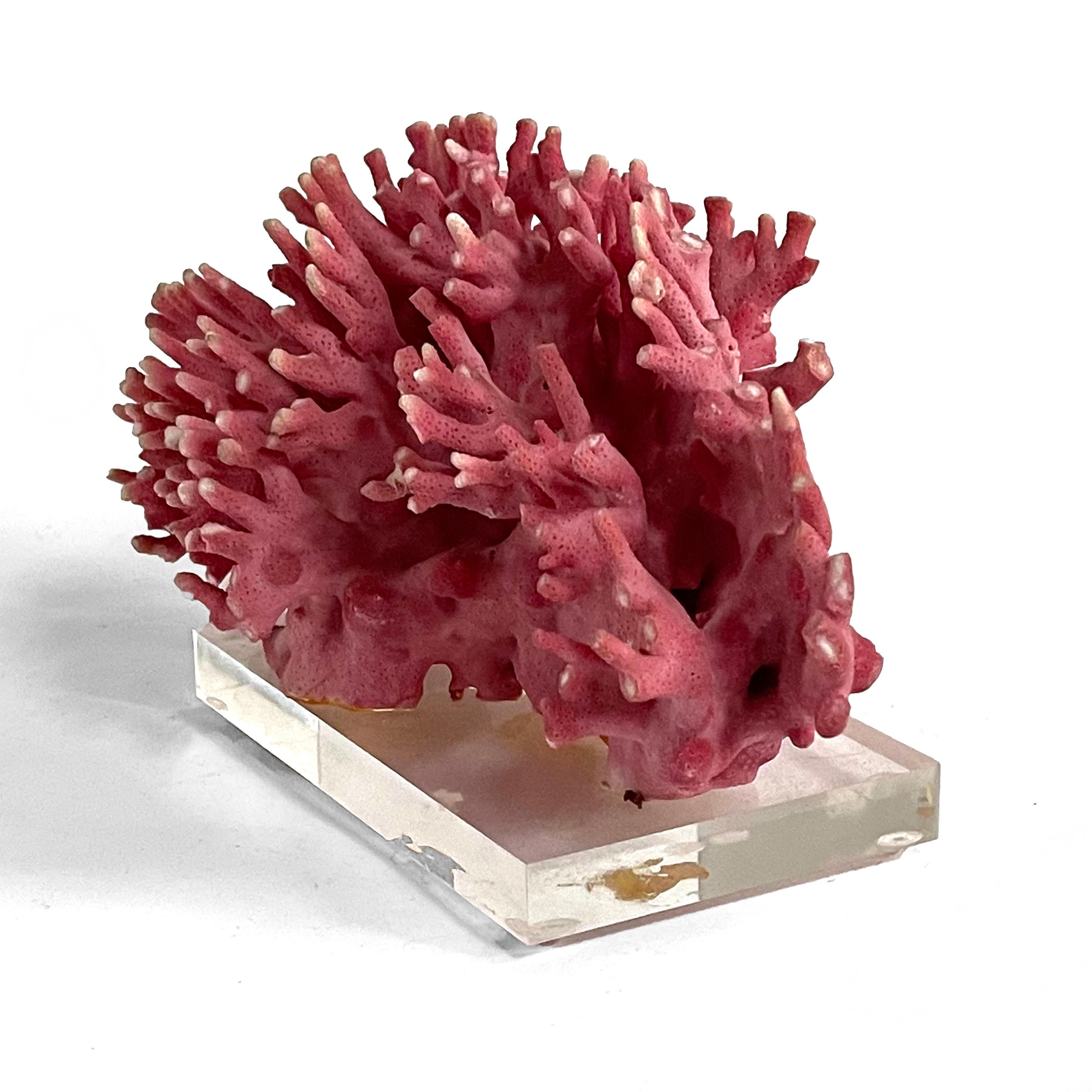 American Rare Vintage Pink Coral Specimen on Lucite Base For Sale
