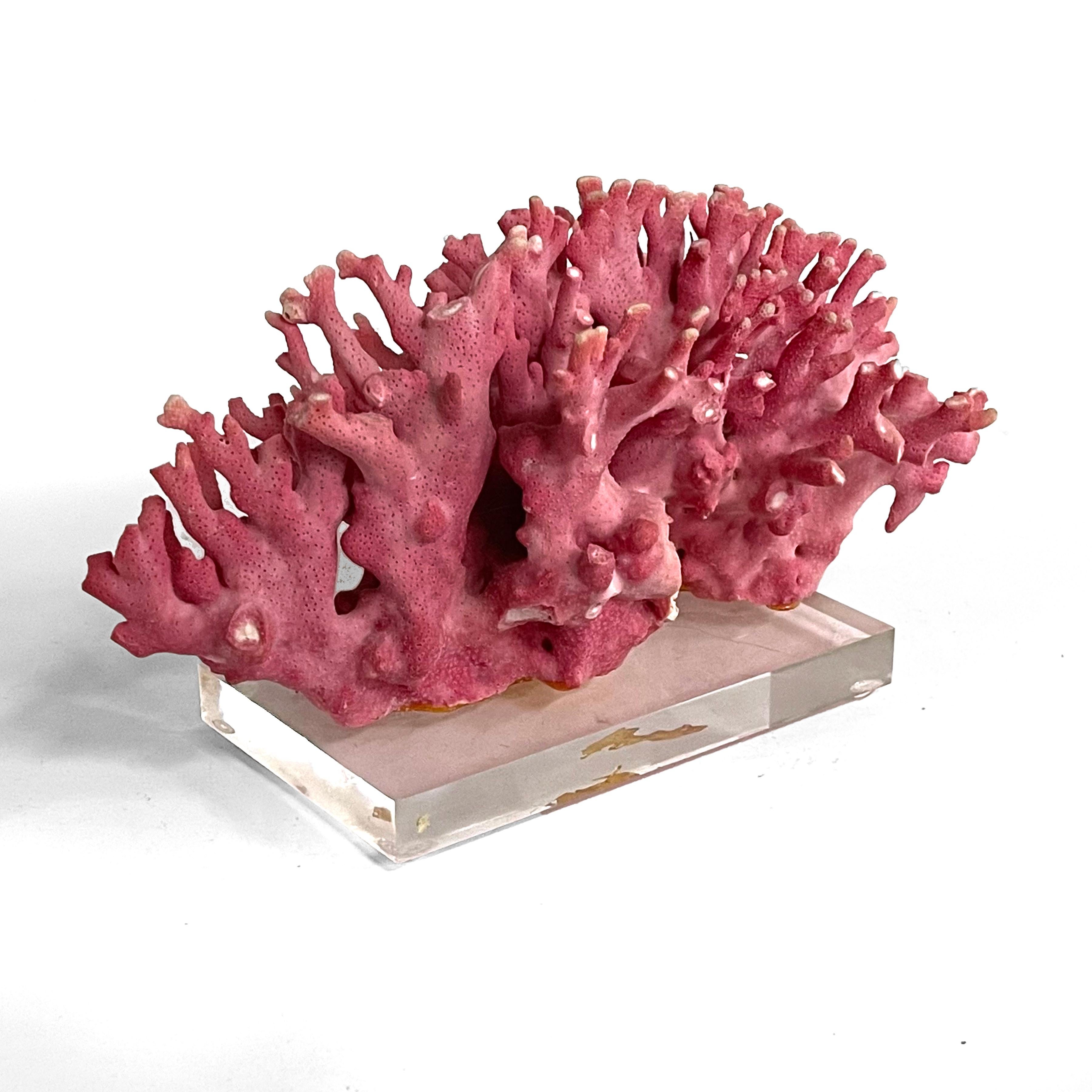 Rare Vintage Pink Coral Specimen on Lucite Base In Good Condition For Sale In Highland, IN