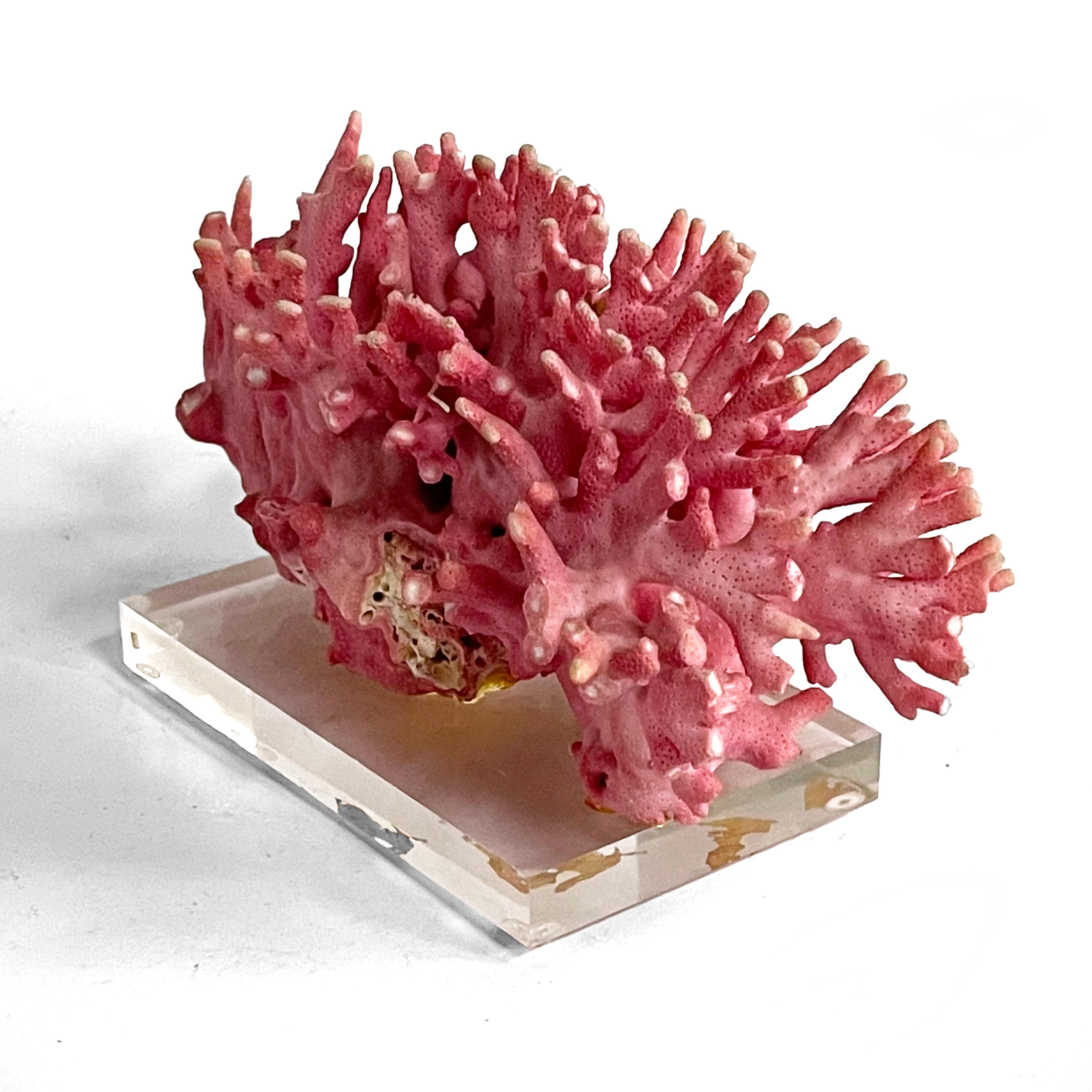 Late 20th Century Rare Vintage Pink Coral Specimen on Lucite Base For Sale