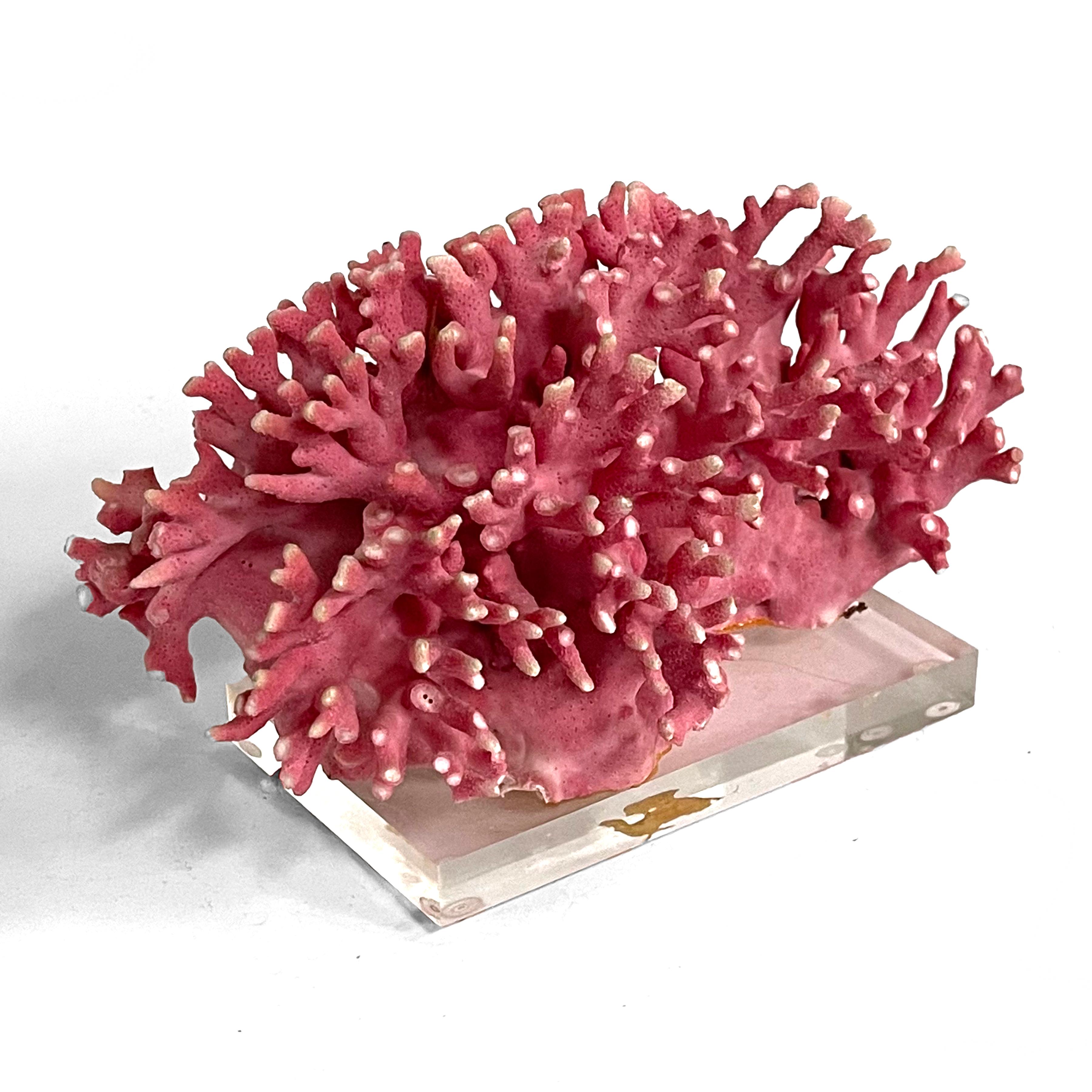 Rare Vintage Pink Coral Specimen on Lucite Base For Sale 1
