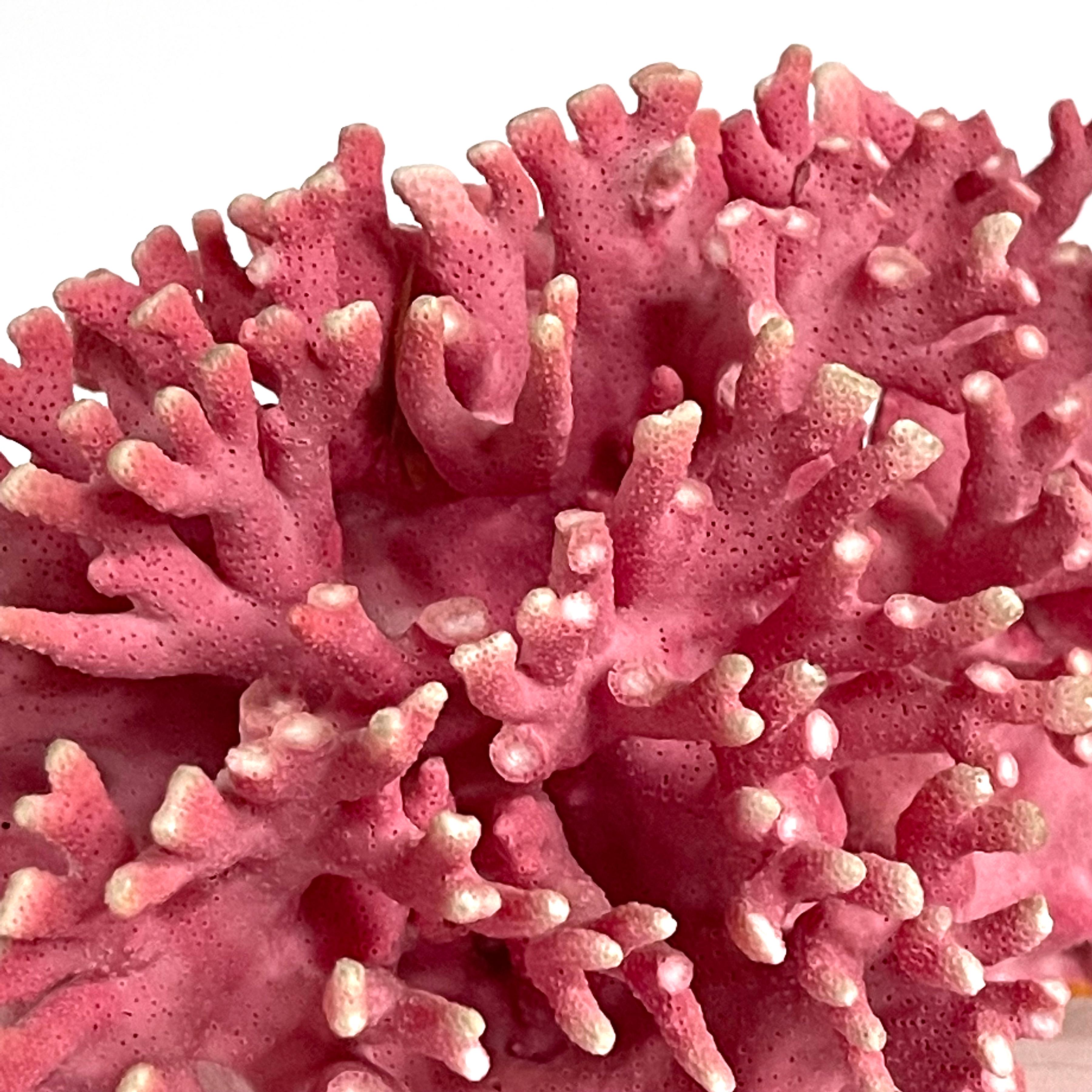 Rare Vintage Pink Coral Specimen on Lucite Base For Sale 2
