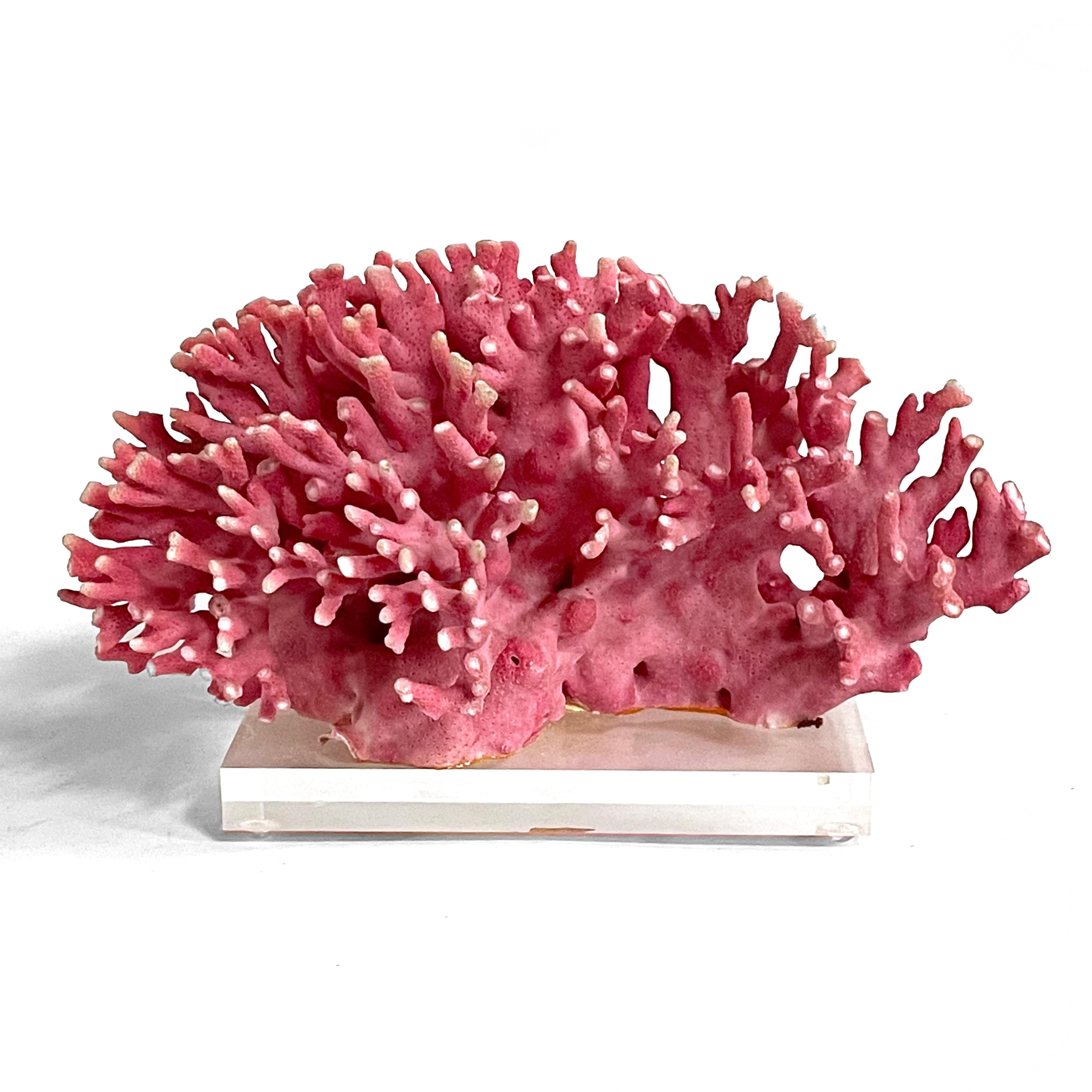 Rare Vintage Pink Coral Specimen on Lucite Base For Sale 3