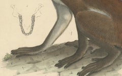 Rare Vintage Print: Olive Colobus Monkey - Natural History Art, circa 1853