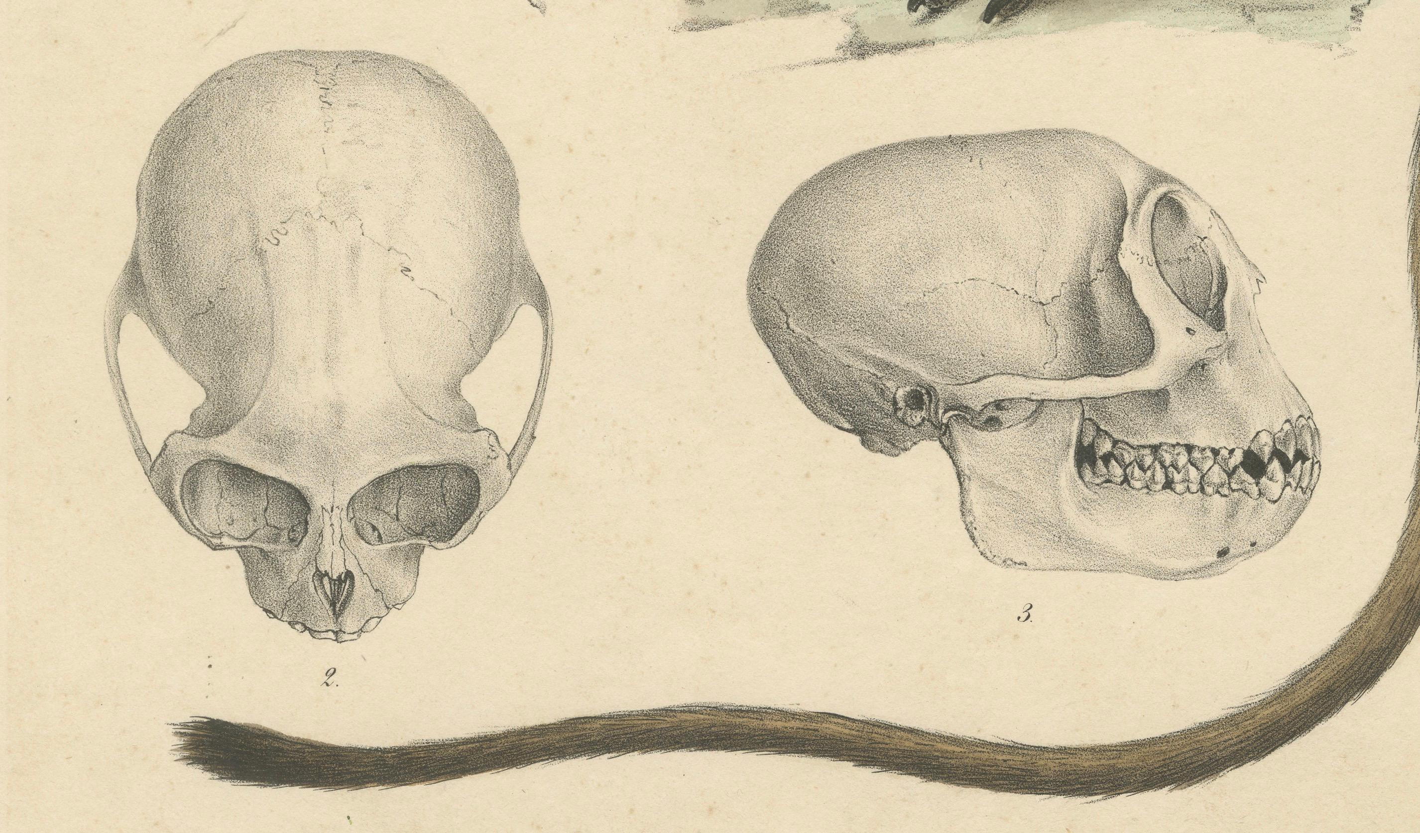 Rara stampa d'epoca: Scimmia Colobus Oliver - Arte della storia naturale, circa 1853 In condizioni buone in vendita a Langweer, NL
