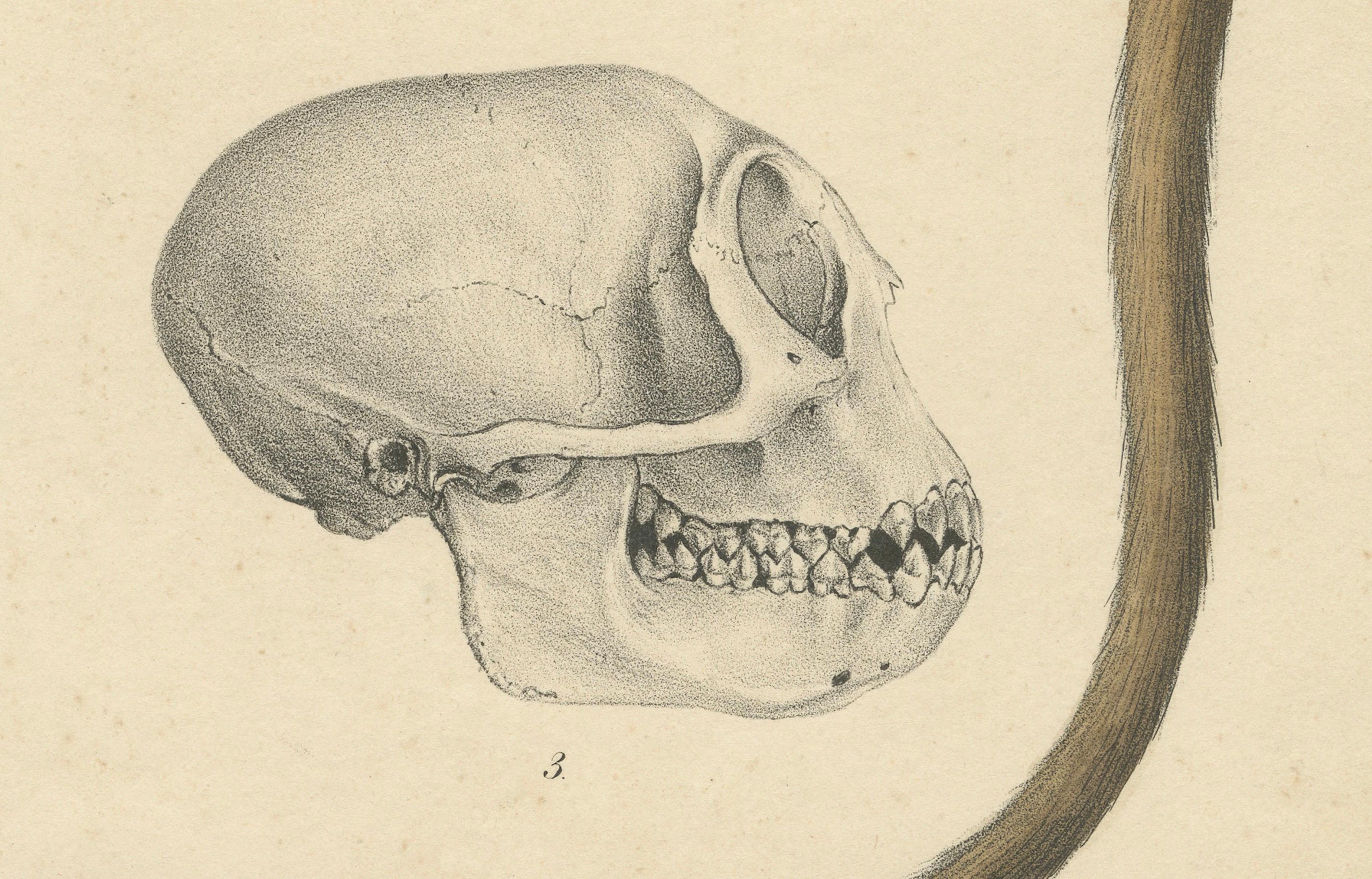 Metà XIX secolo Rara stampa d'epoca: Scimmia Colobus Oliver - Arte della storia naturale, circa 1853 in vendita
