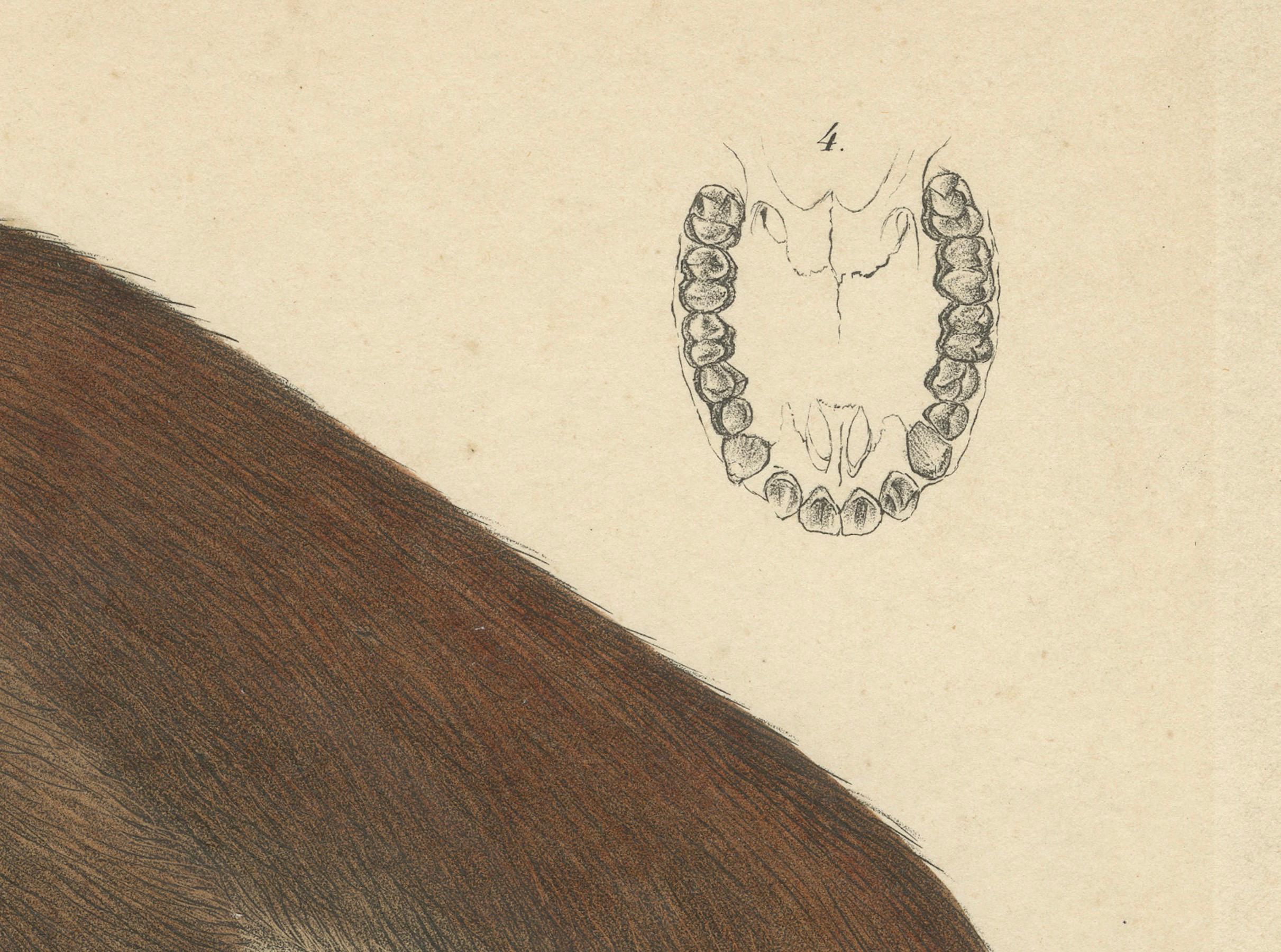 Carta Rara stampa d'epoca: Scimmia Colobus Oliver - Arte della storia naturale, circa 1853 in vendita