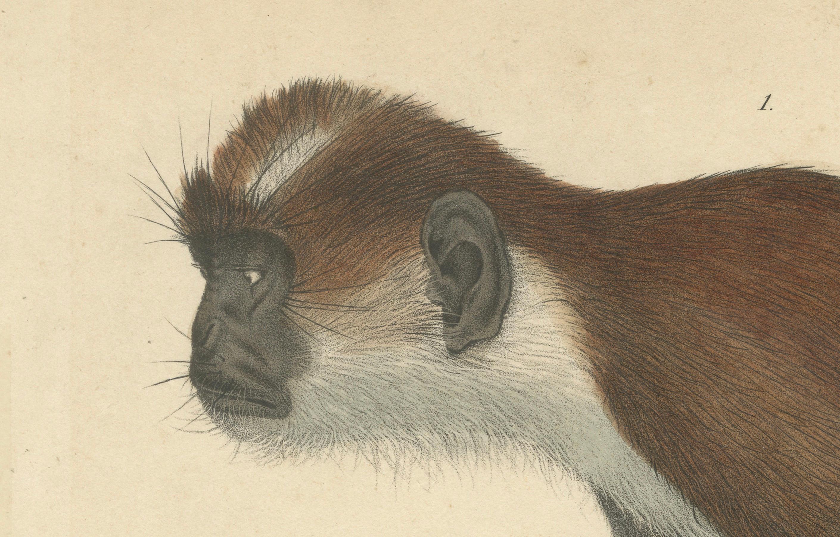 Rara stampa d'epoca: Scimmia Colobus Oliver - Arte della storia naturale, circa 1853 in vendita 1