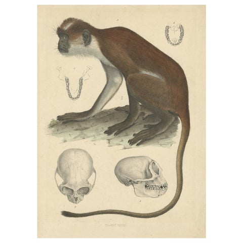 Rare Vintage Print: Olive Colobus Monkey - Natural History Art, circa 1853