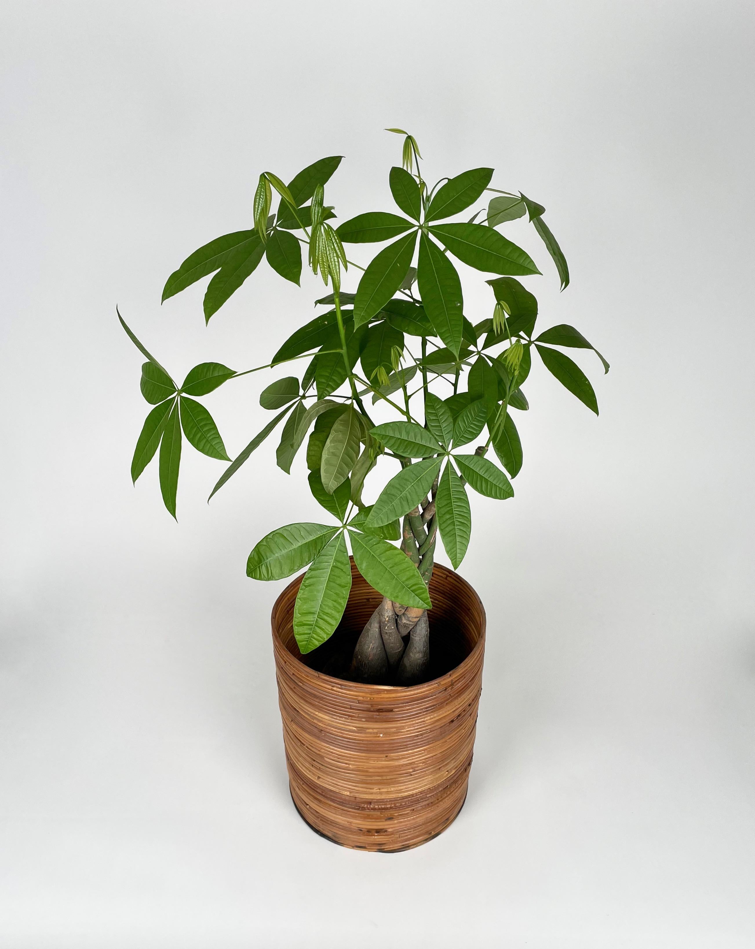 Rattan and Bamboo Round Basket Plant Holder Vase, Italy, 1960s For Sale 2