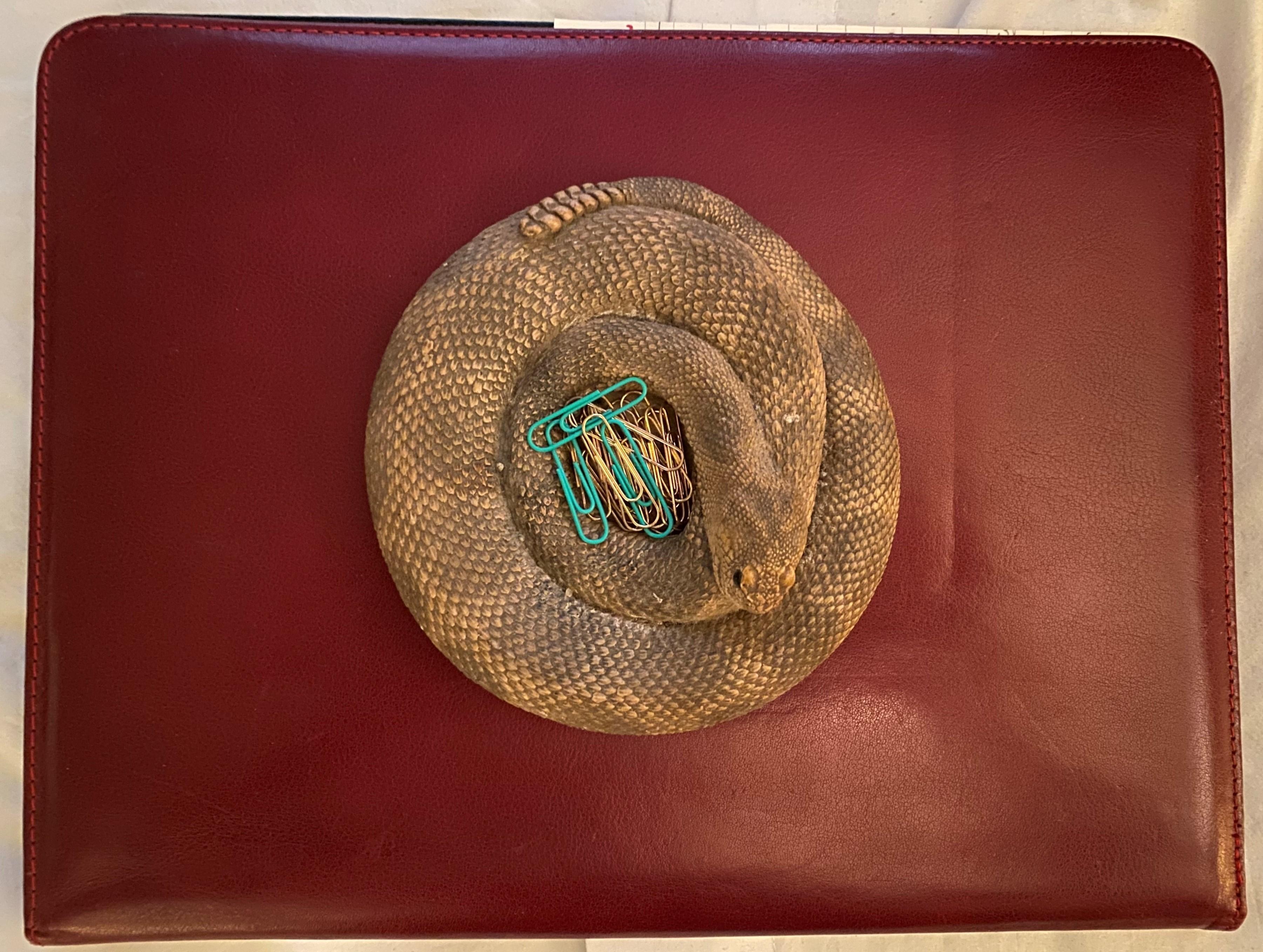 Fin du 20e siècle Serpent à sonnette enroulé, circa 1980 USA
