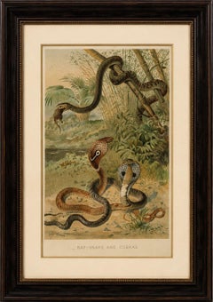 Rattlesnake and Cobras – Antique Reptile Natural History Print, c.1895