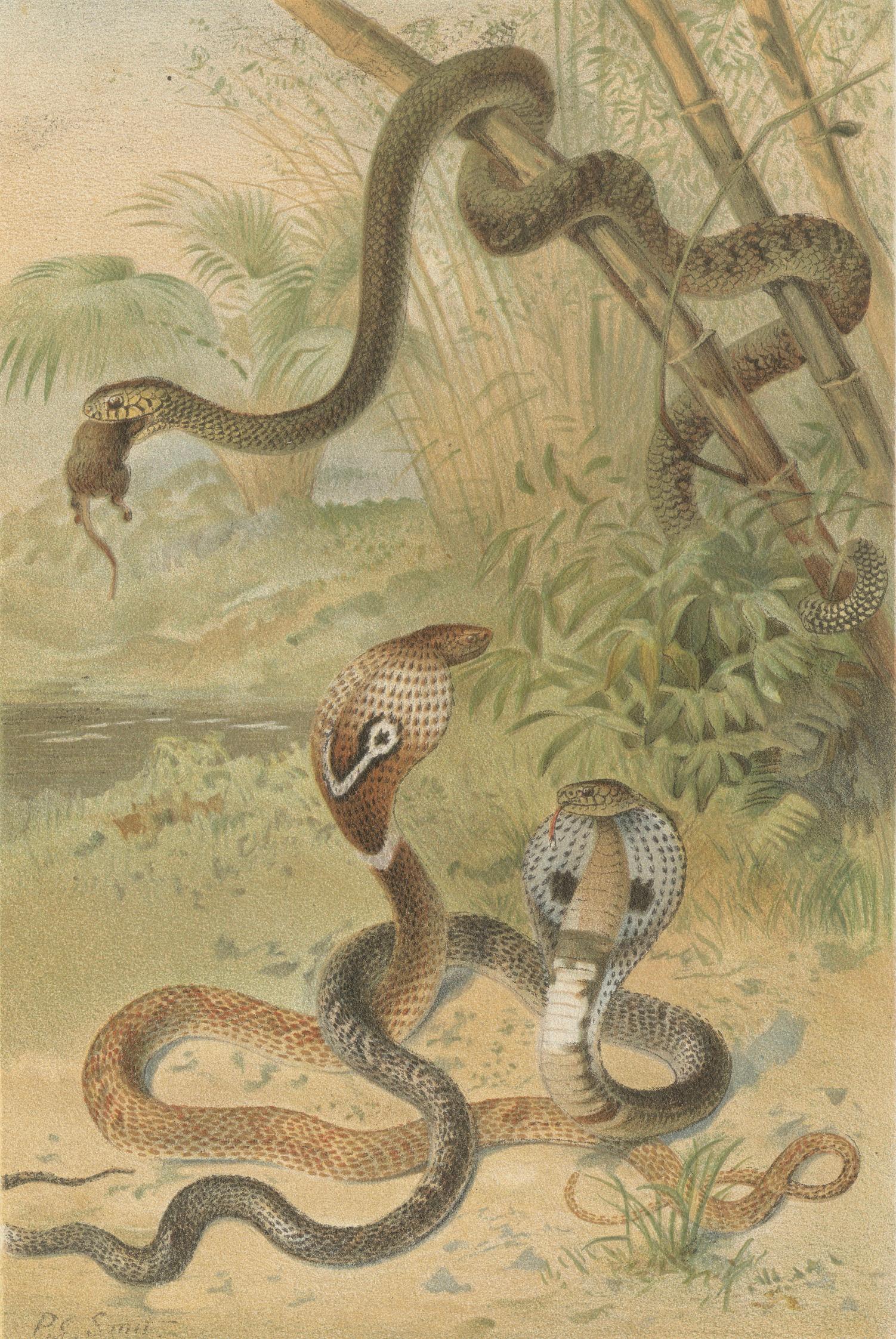Rattlesnake and Cobras – Antique Reptile Natural History Print, c.1895