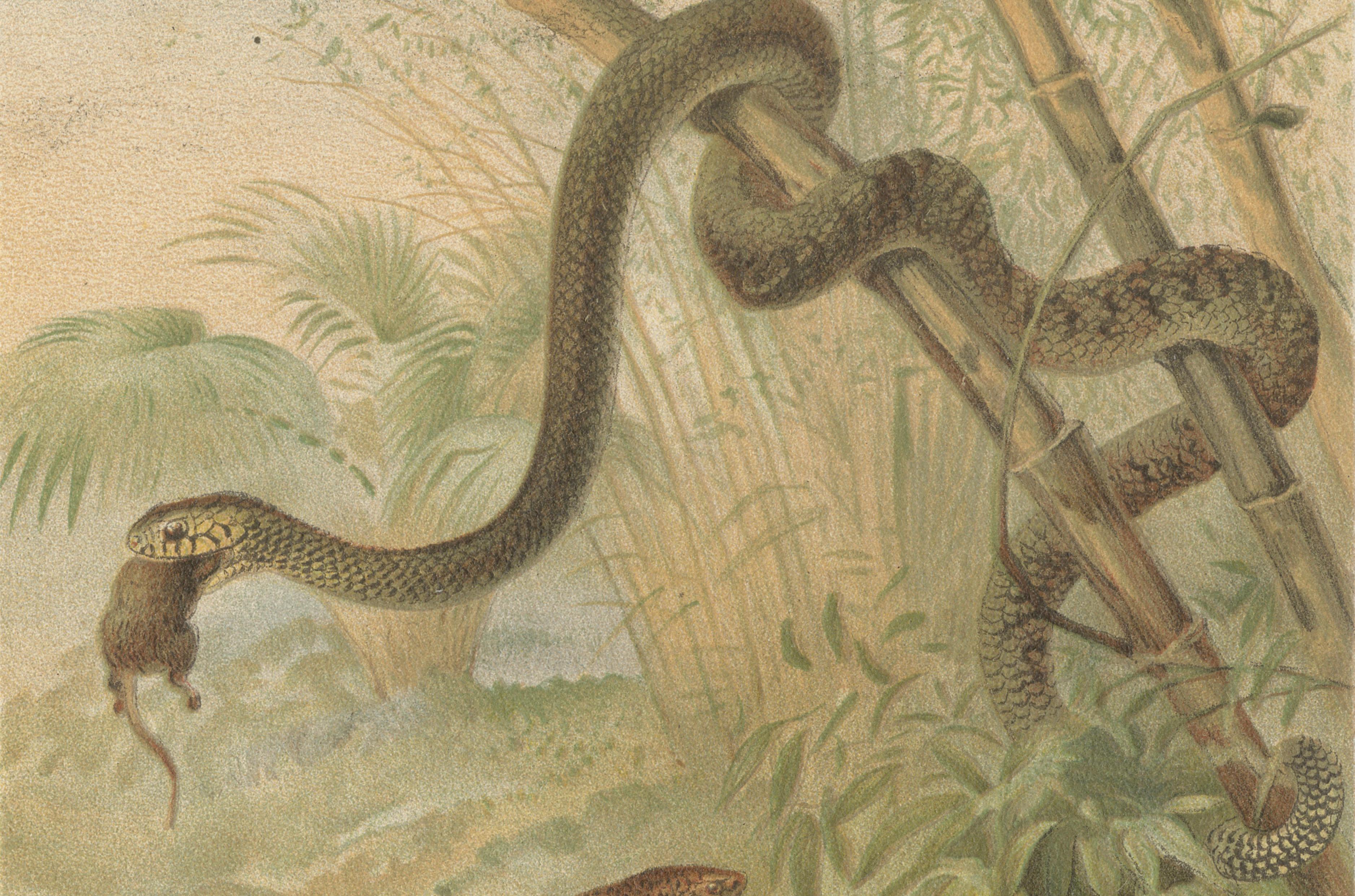 Rattlesnake and Cobras – Antique Reptile Natural History Print, c.1895
