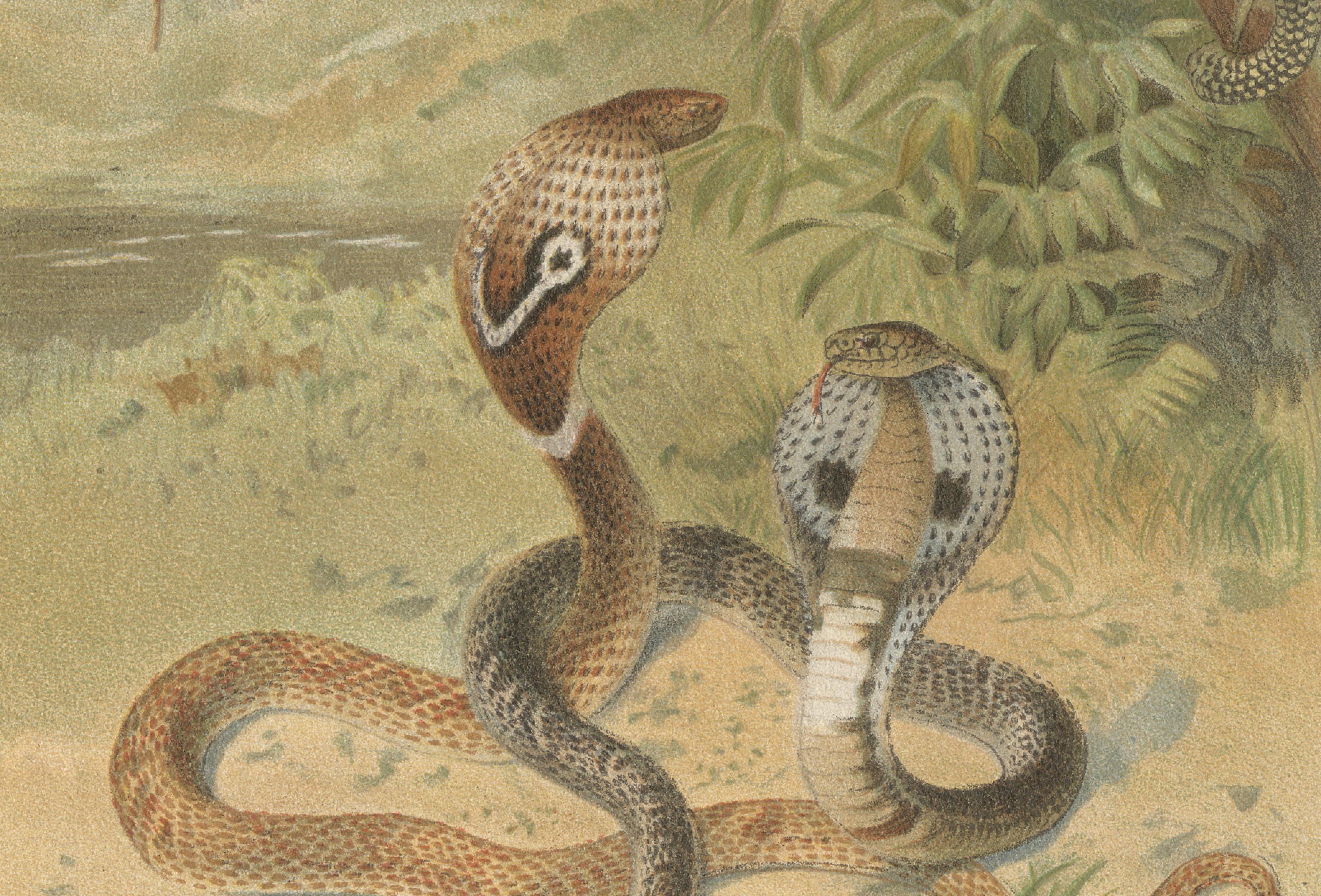 Rattlesnake and Cobras – Antique Reptile Natural History Print, c.1895