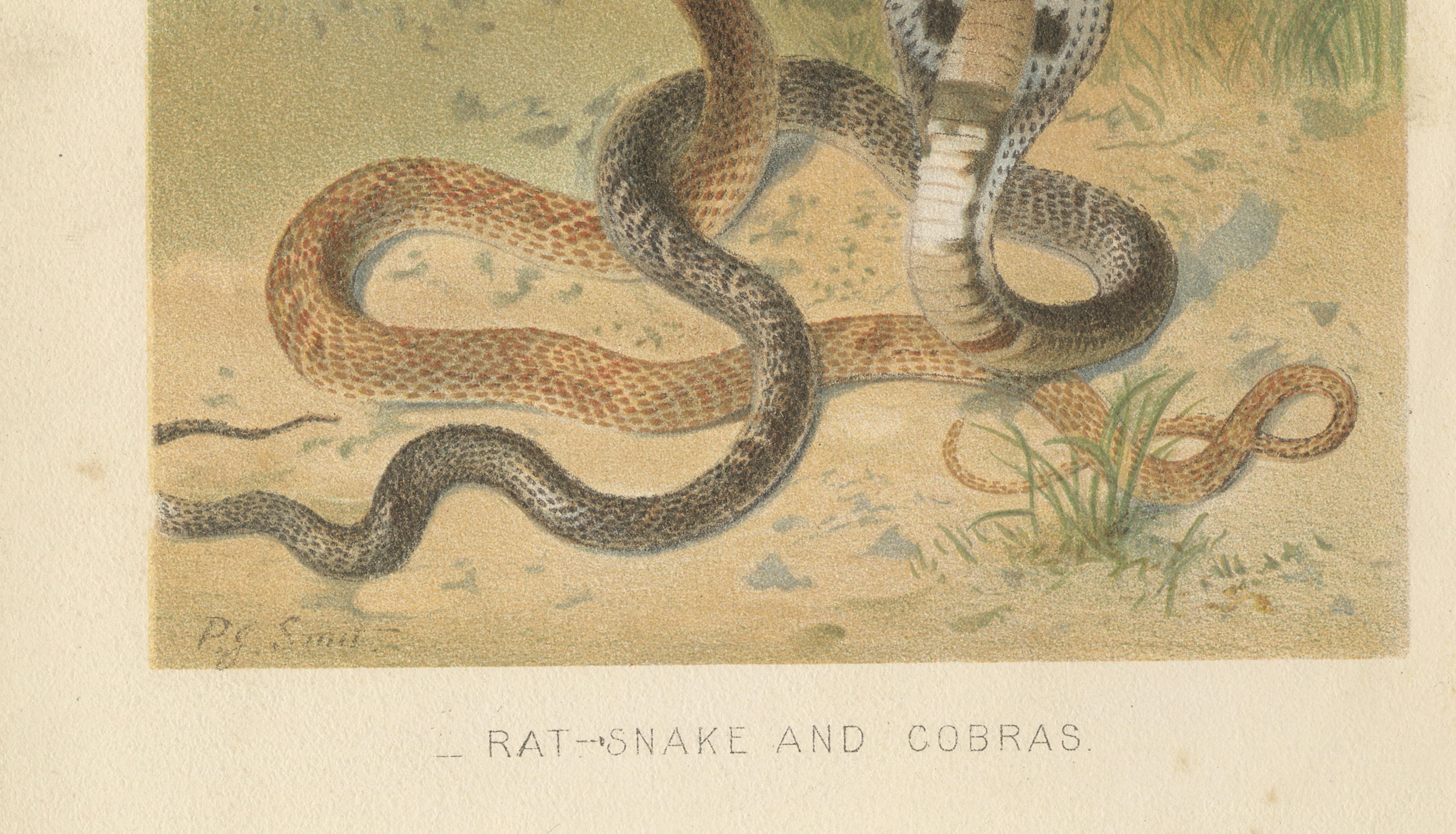 Rattlesnake and Cobras – Antique Reptile Natural History Print, c.1895