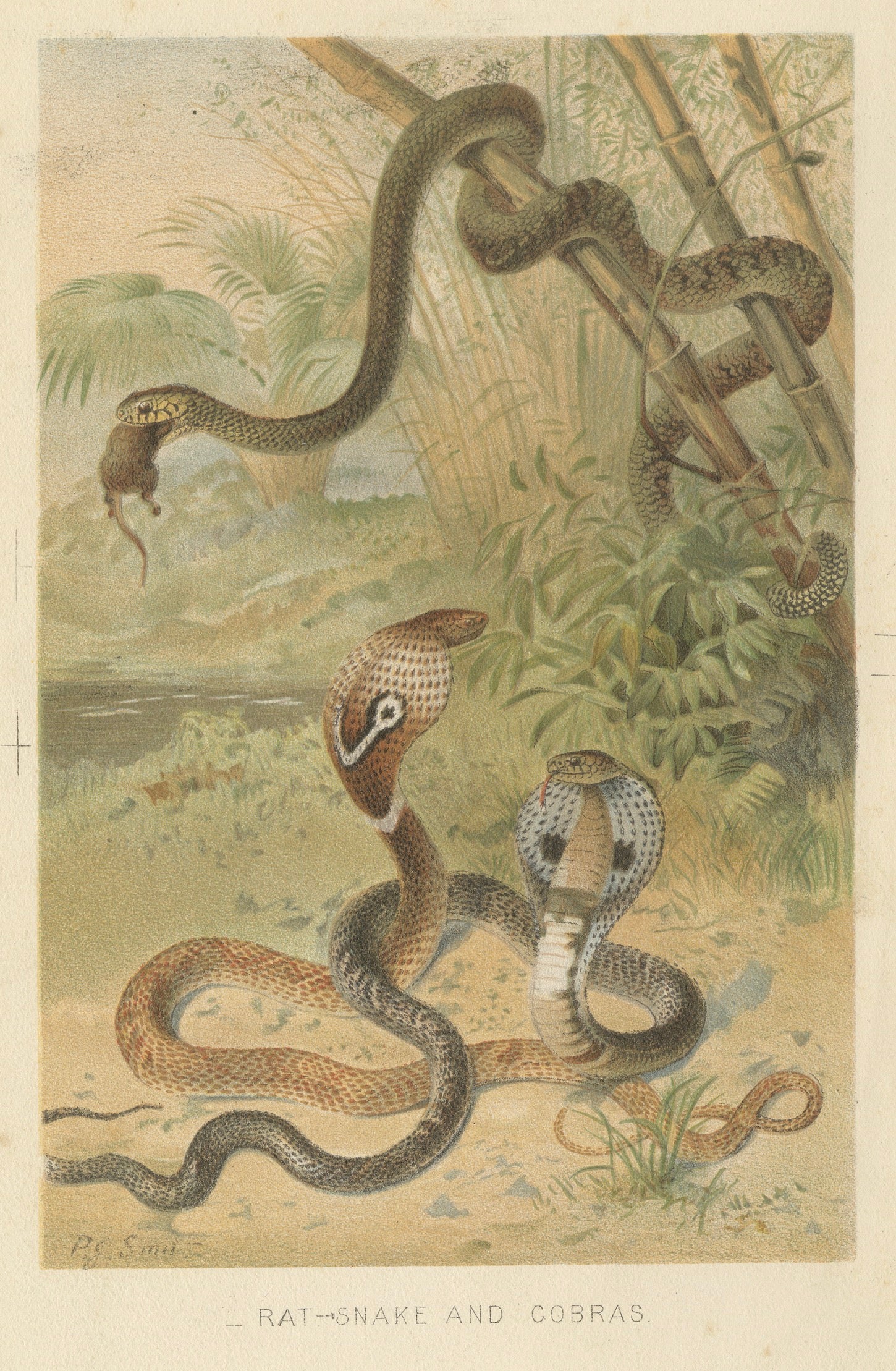 Rattlesnake and Cobras – Antique Reptile Natural History Print, c.1895