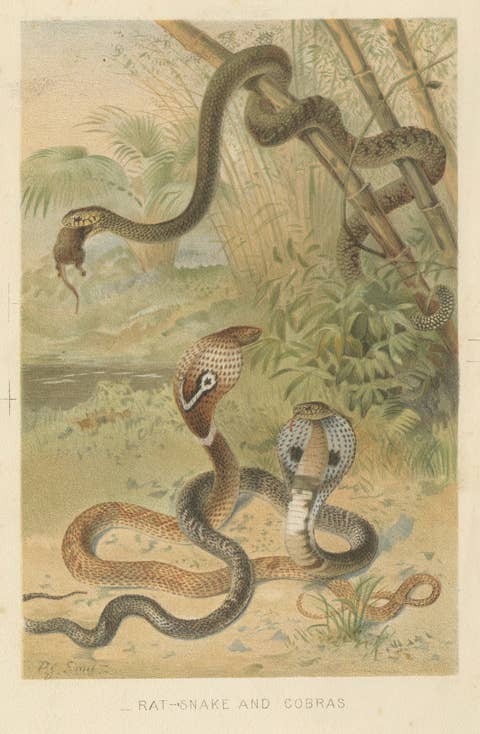 Rattlesnake and Cobras – Antique Reptile Natural History Print, c.1895