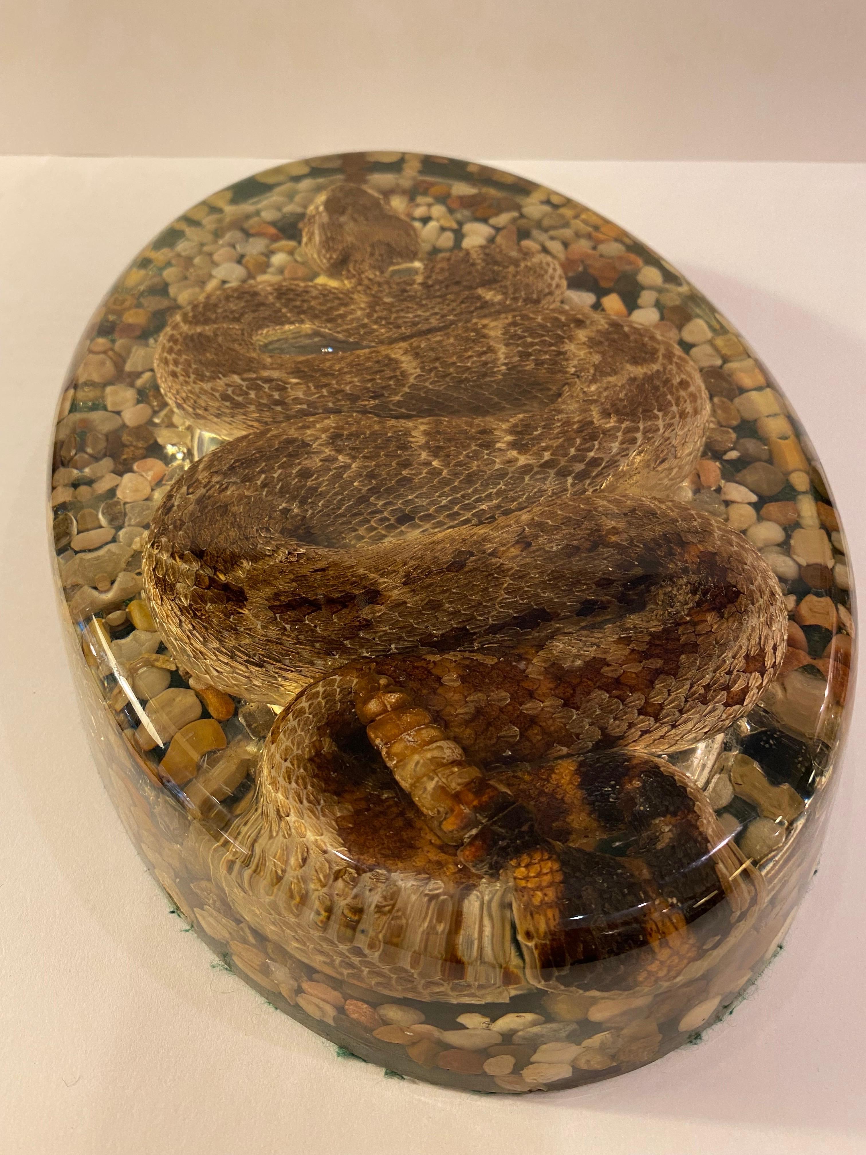 Rattlesnake in Resin paperweight or object! Nice scale and size! Makes a statement on that desk or table. Snake is curled back and forth with a gravel bottom.