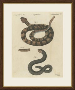 Rattlesnake with Its Rattle, Antique Bertuch Print, Vienna, circa 1805