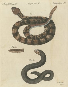 Rattlesnake with Its Rattle, Antique Bertuch Print, Vienna, circa 1805
