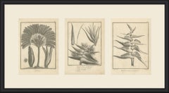 Ravenala, der Baum des Reisenden, drei antike botanische Tafeln, 1806