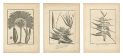 Ravenala, der Baum des Reisenden, drei antike botanische Tafeln, 1806