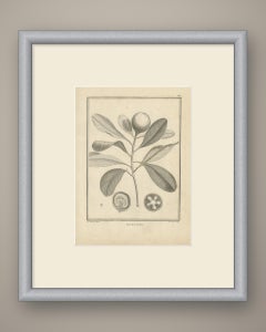 Ravensara aus Madagaskar, antiker botanischer Stich von Sonnerat, 1806