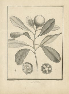 Ravensara aus Madagaskar, antiker botanischer Stich von Sonnerat, 1806