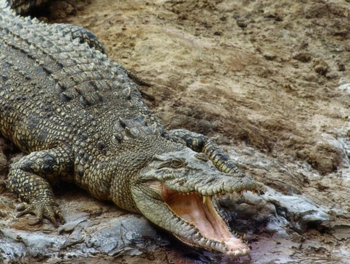 Mesa Cocodrilo de aluminio bruto de Julius Esser Siglo XXI y contemporáneo en venta