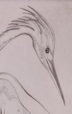 Louisiana Heron